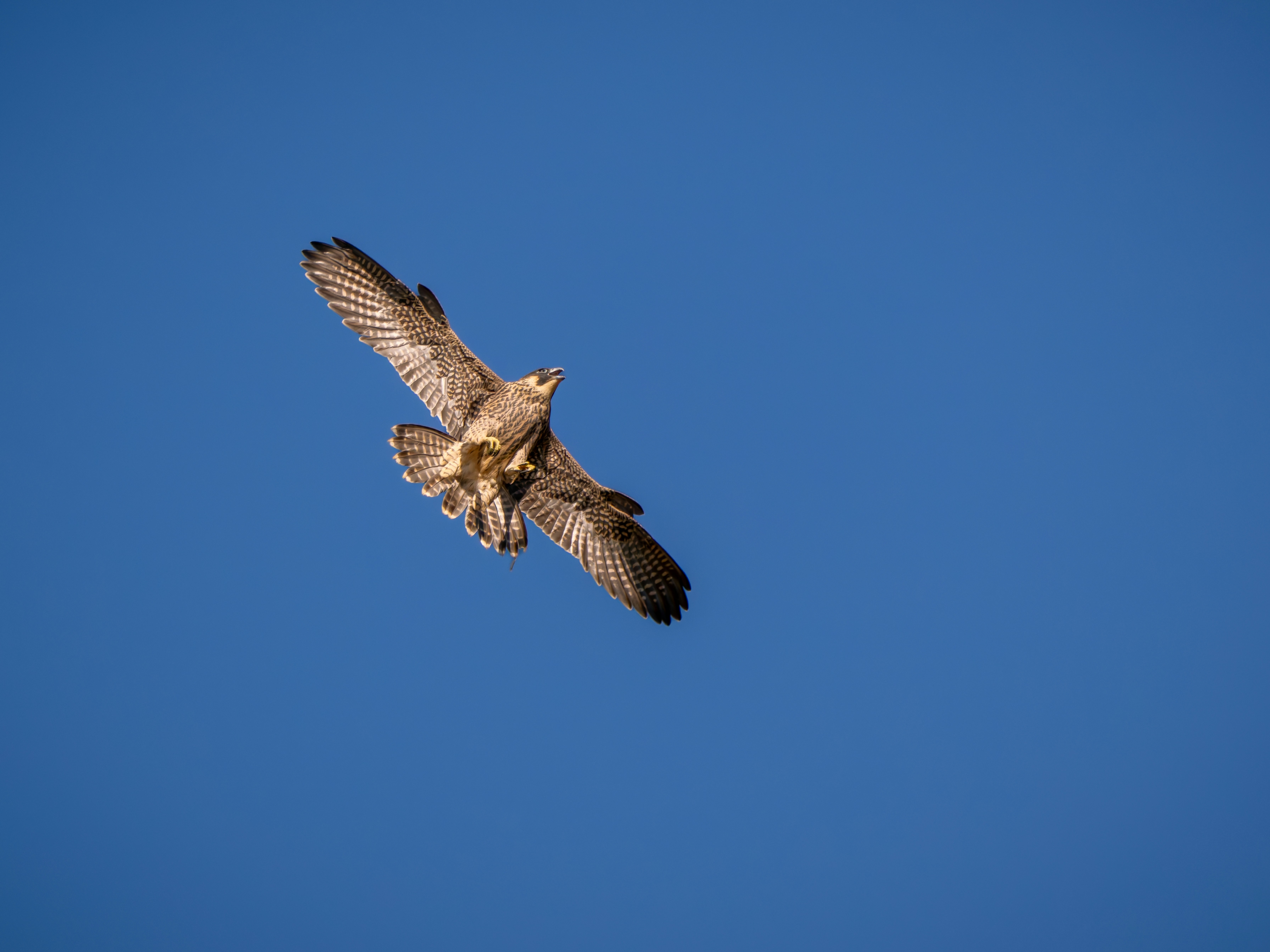 Um falcão-peregrino voando com as asas abertas contra um céu azul claro.