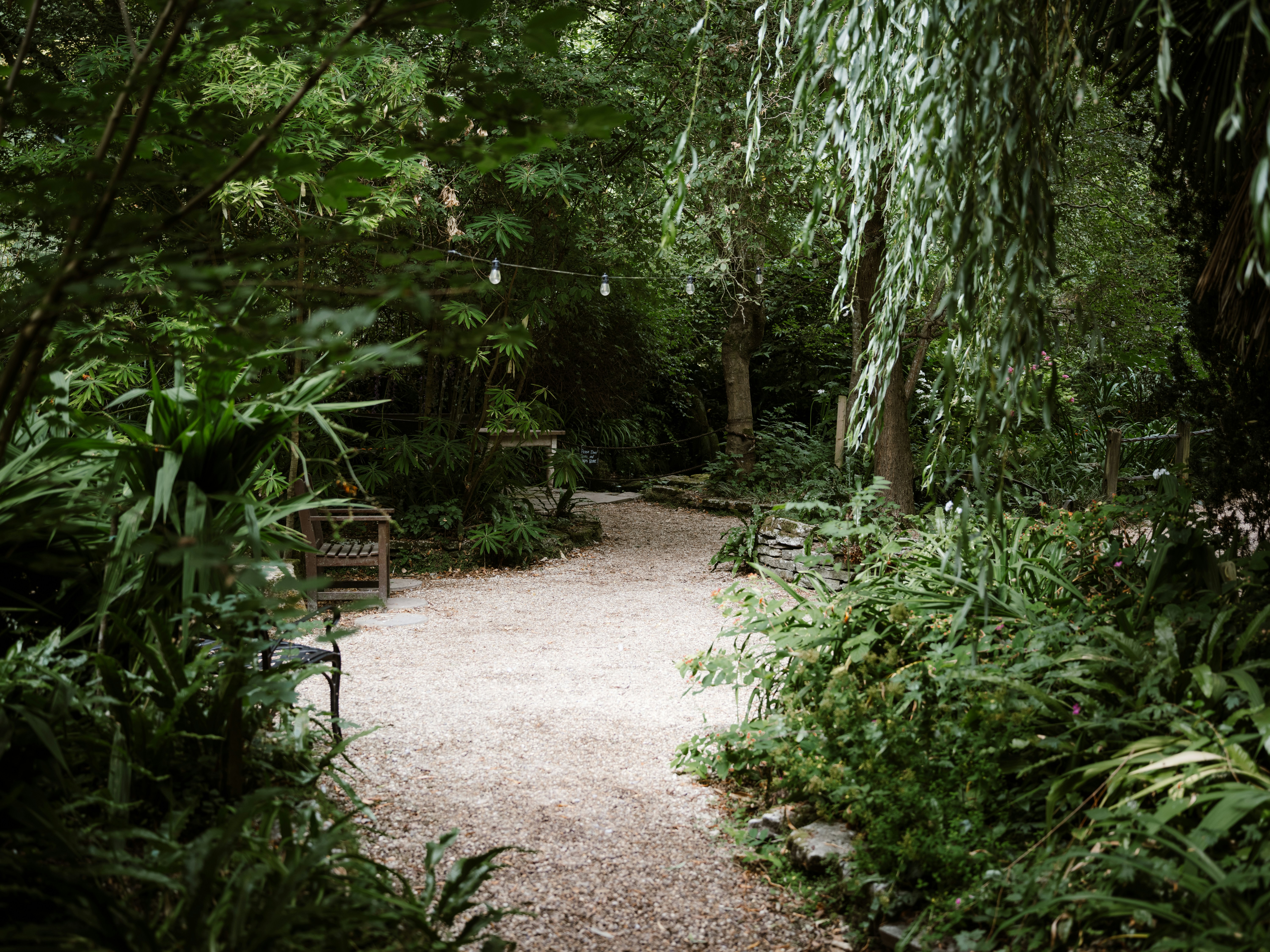 A gravel path winding through a lush garden with string lights overhead
