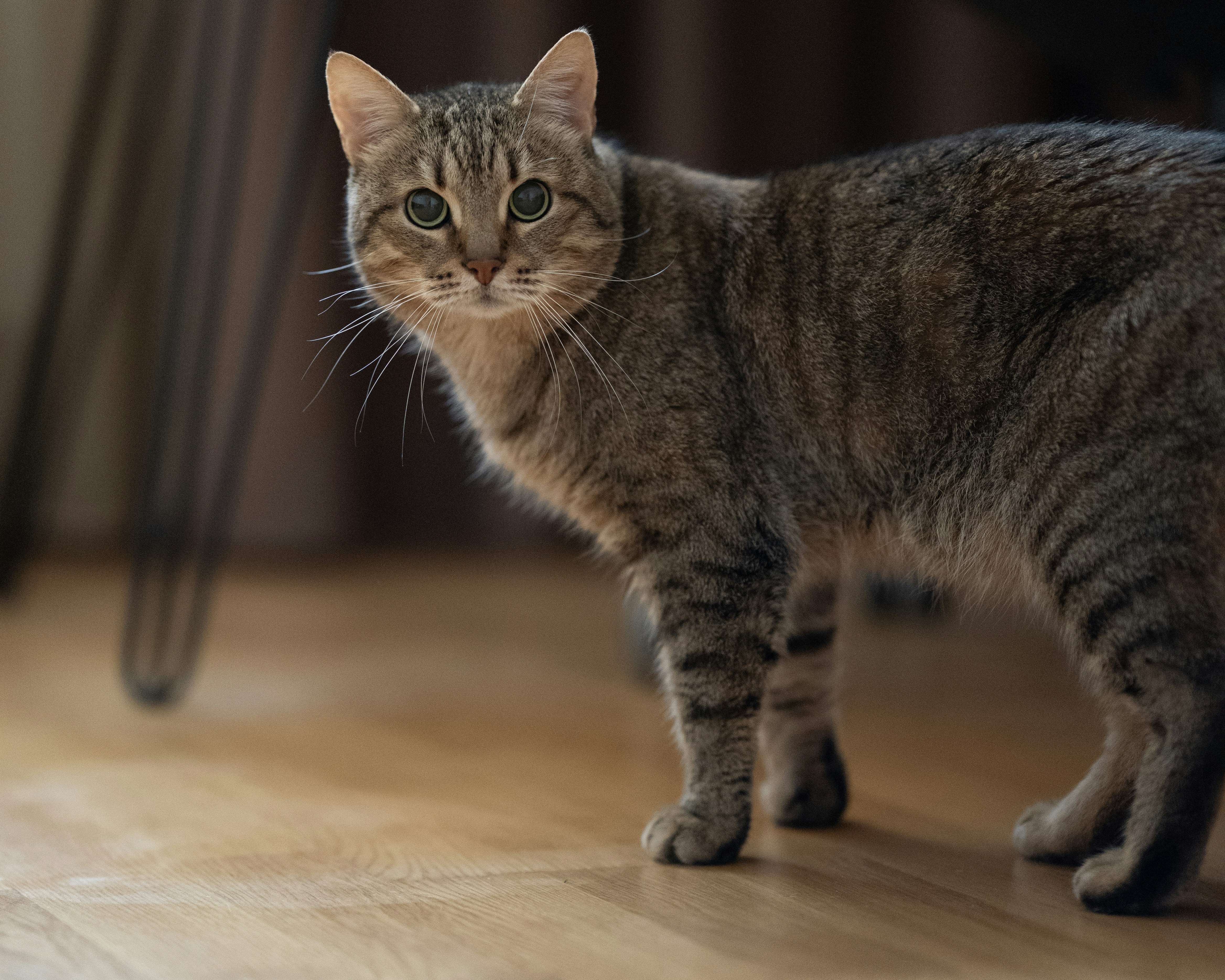 A brown tabby cat with green eyes on a wooden floor.