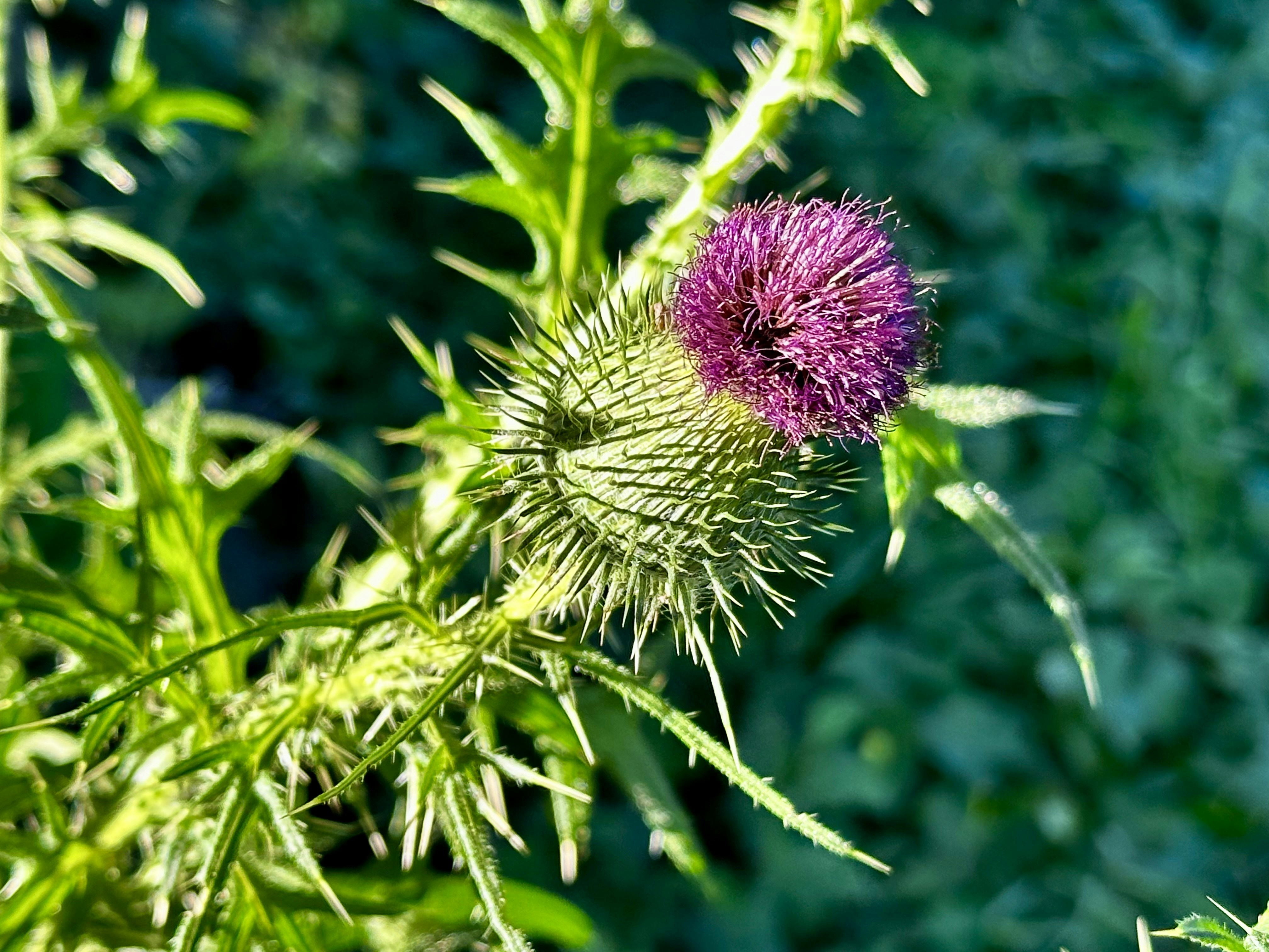 A purple thistle flower on a spiky green stem