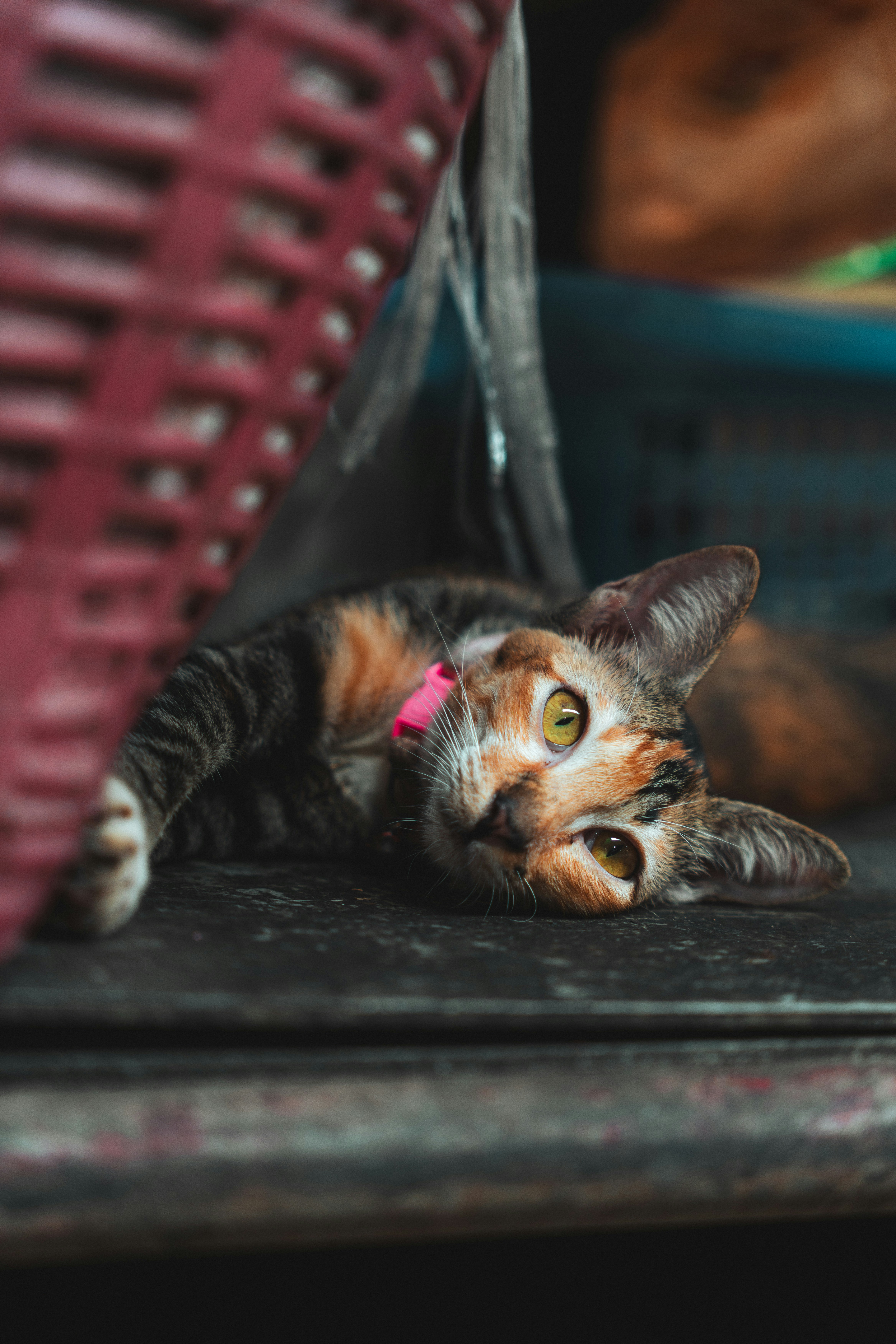 A calico cat with a pink collar lying on a dark wooden surface.