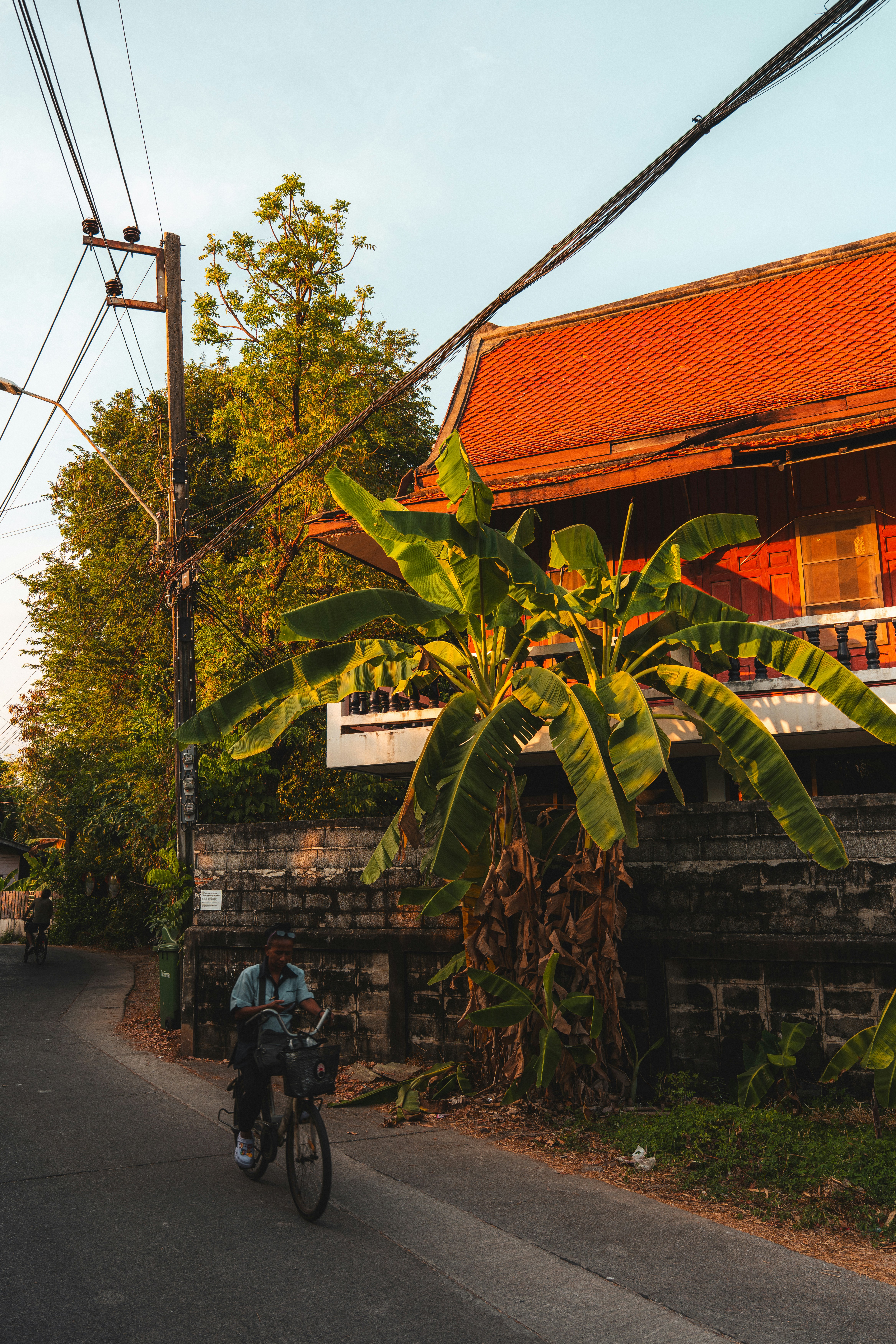 A person cycling on a quiet road past a banana tree and traditional house.