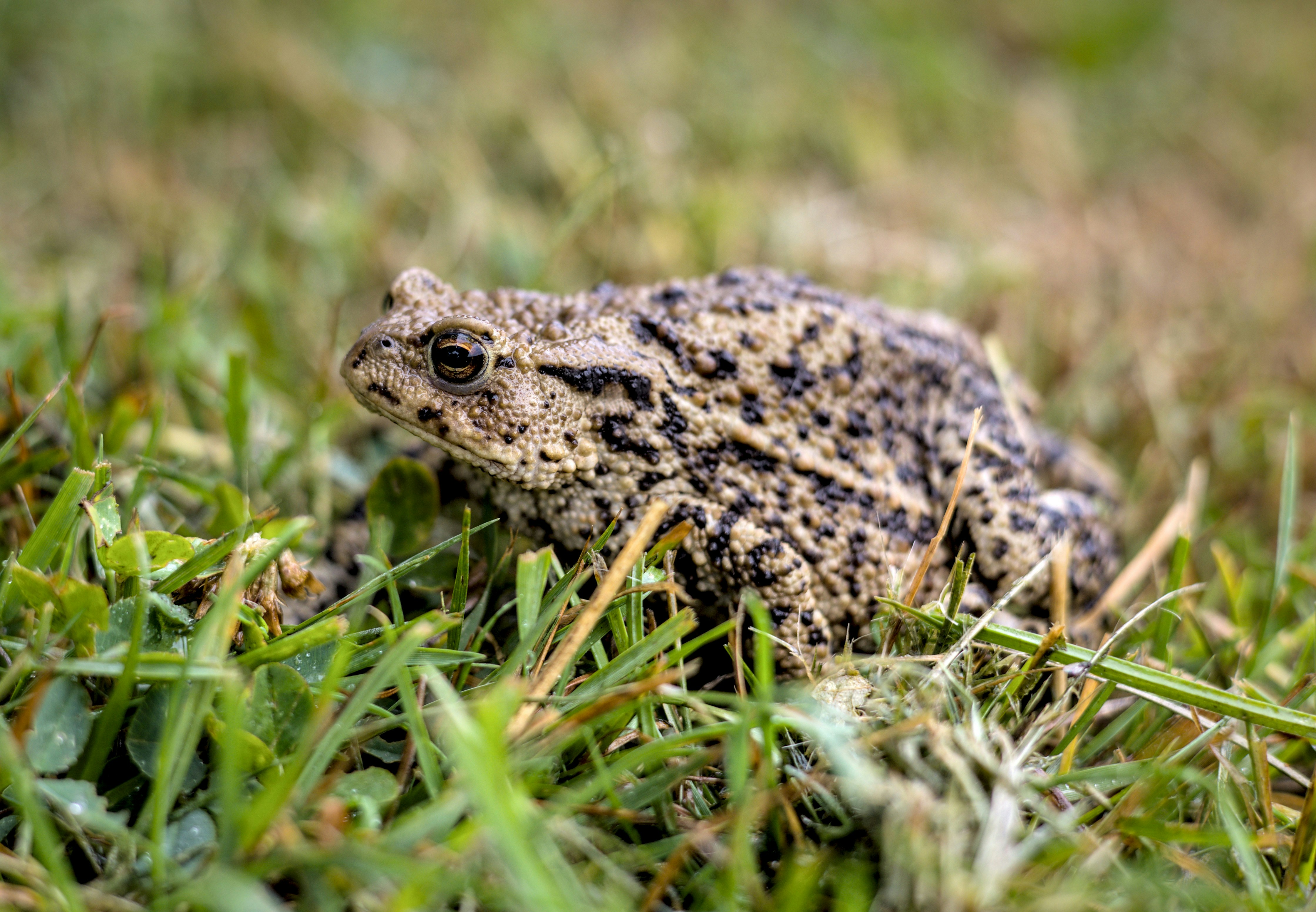Eine braune Kröte mit dunklen Flecken, die im grünen Gras ruhen