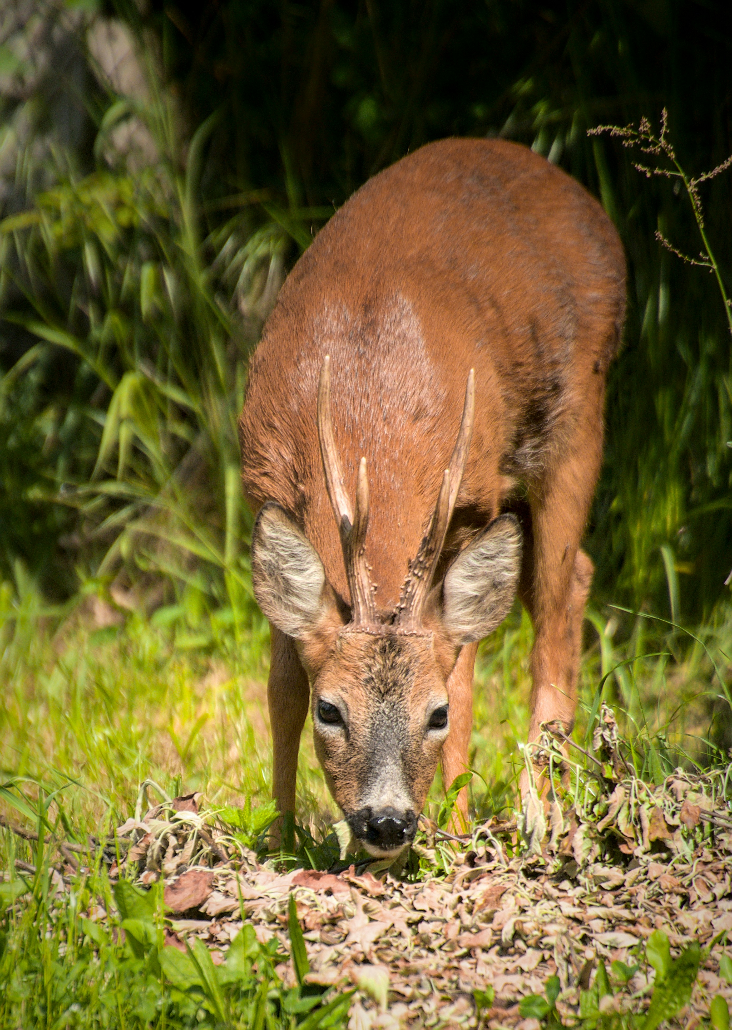 Ein Reh, das grünes Gras und trockene Blätter im Wald grast