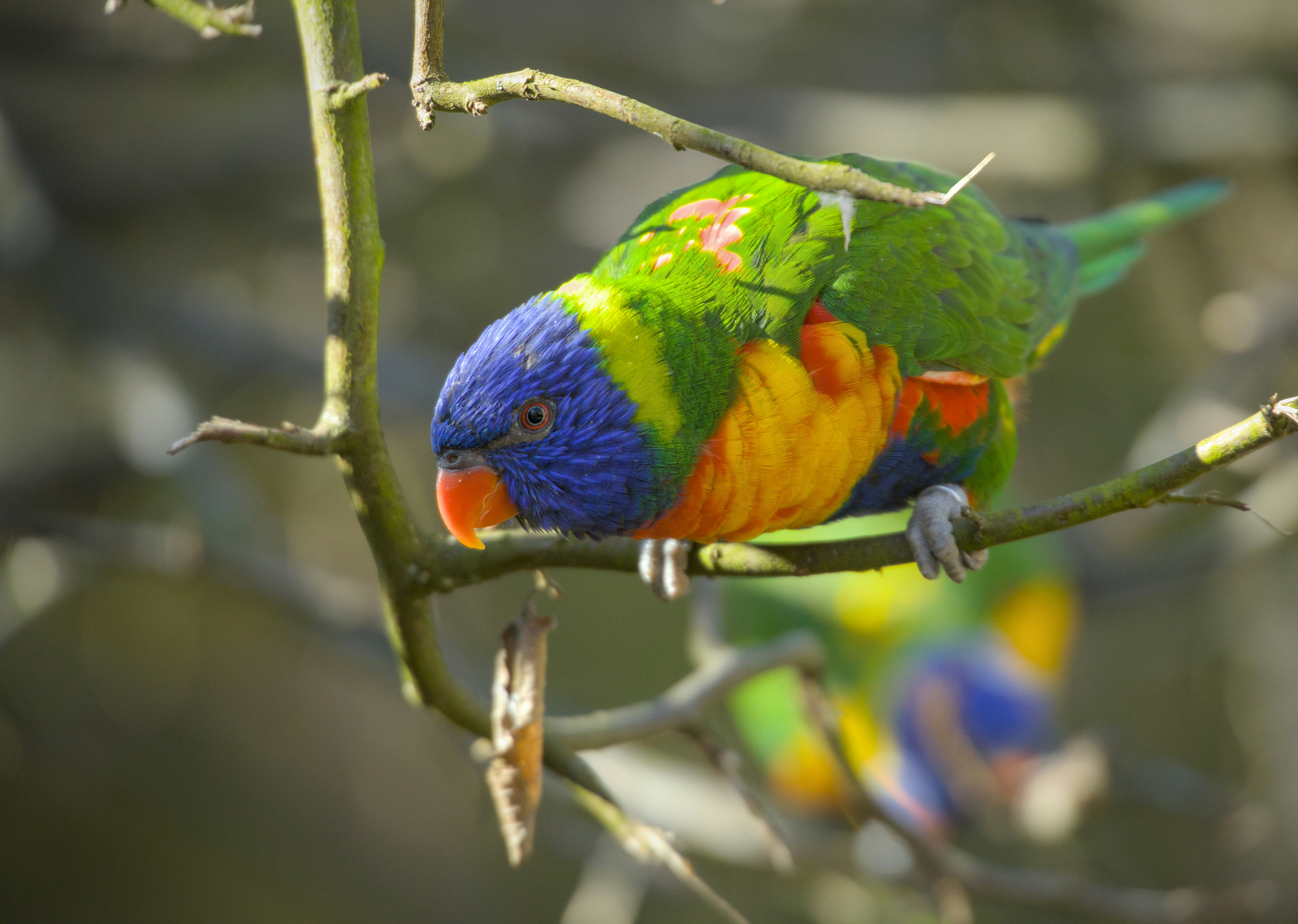 Eine bunte Regenbogenlorikeet saß auf einem dünnen Ast