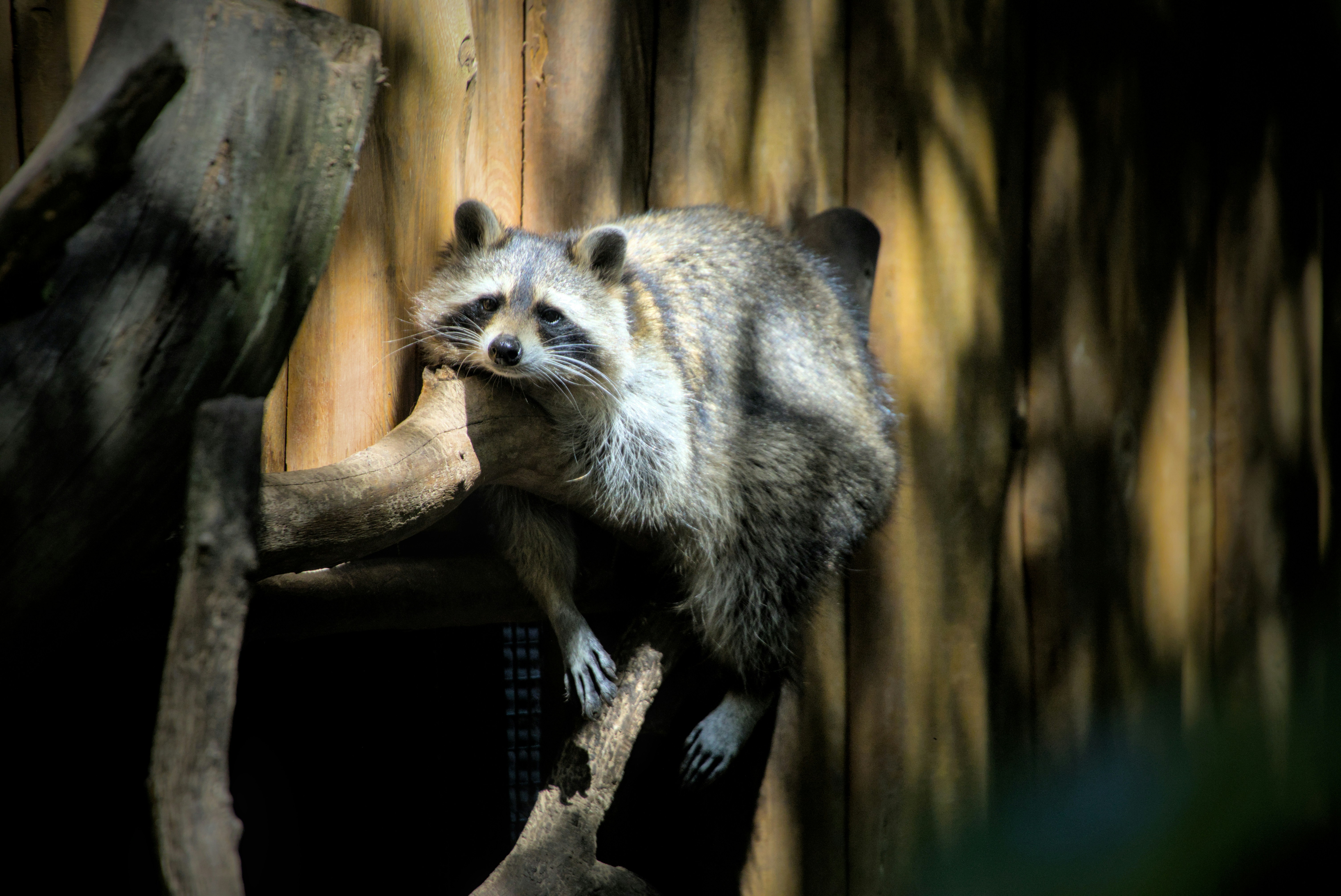 Ein Waschbär, der auf einem Ast an einer Holzwand liegt