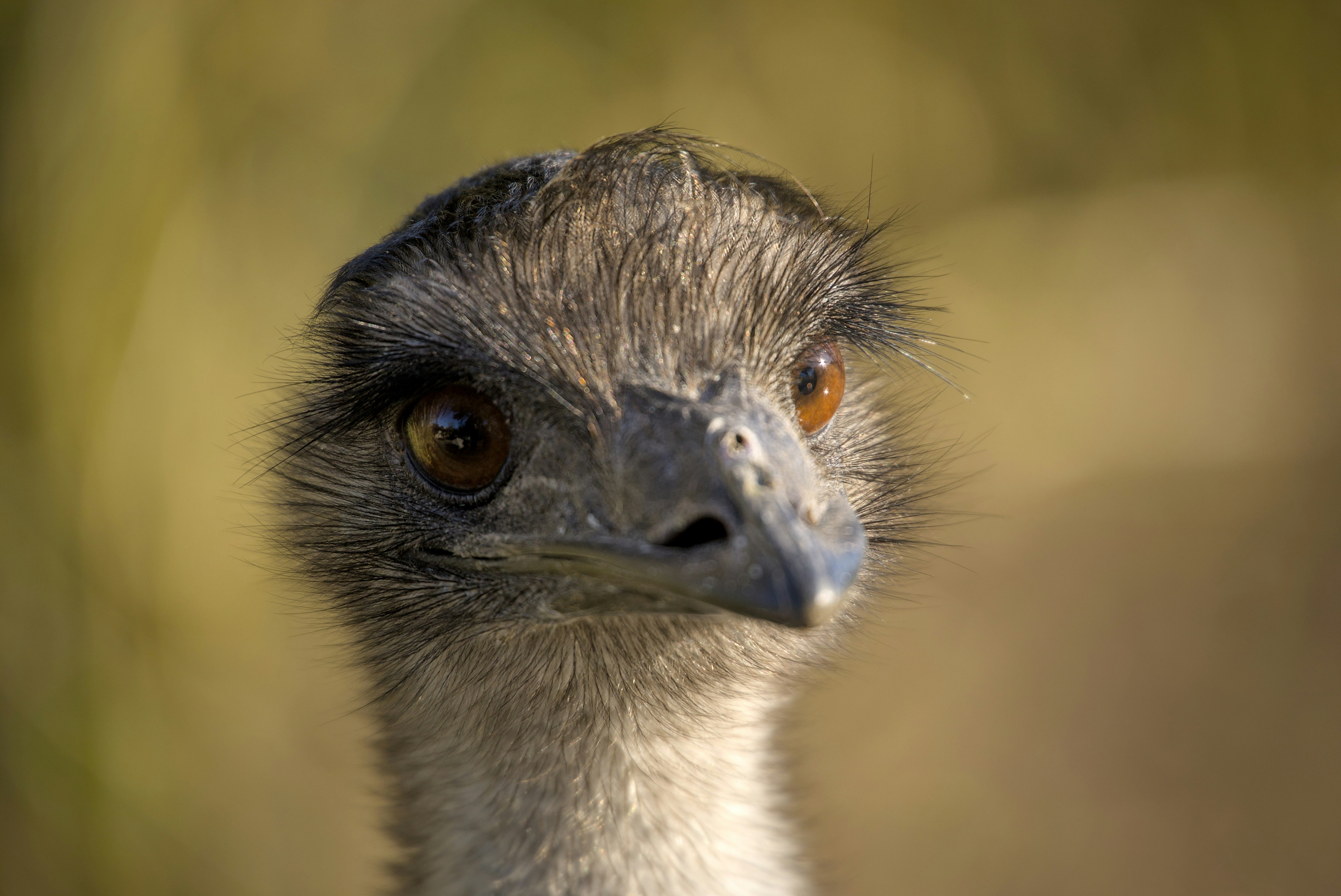 Ein Nahaufnahmeporträt eines Emu-Kopfes mit dunklen Augen und strukturierten Federn