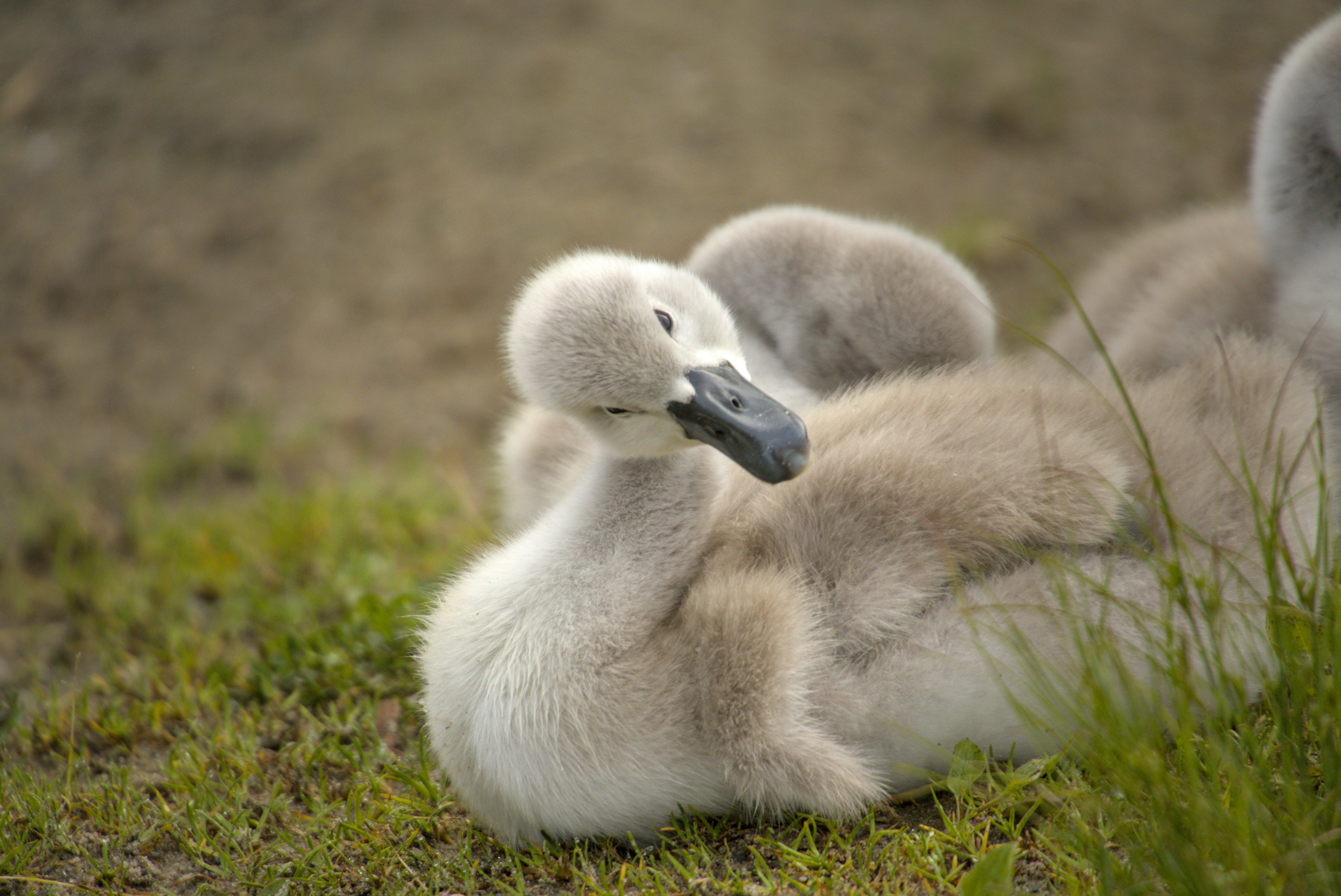Ein flauschiger grauer Schwan, der auf grünem Gras in der Nähe eines Teichs ruht
