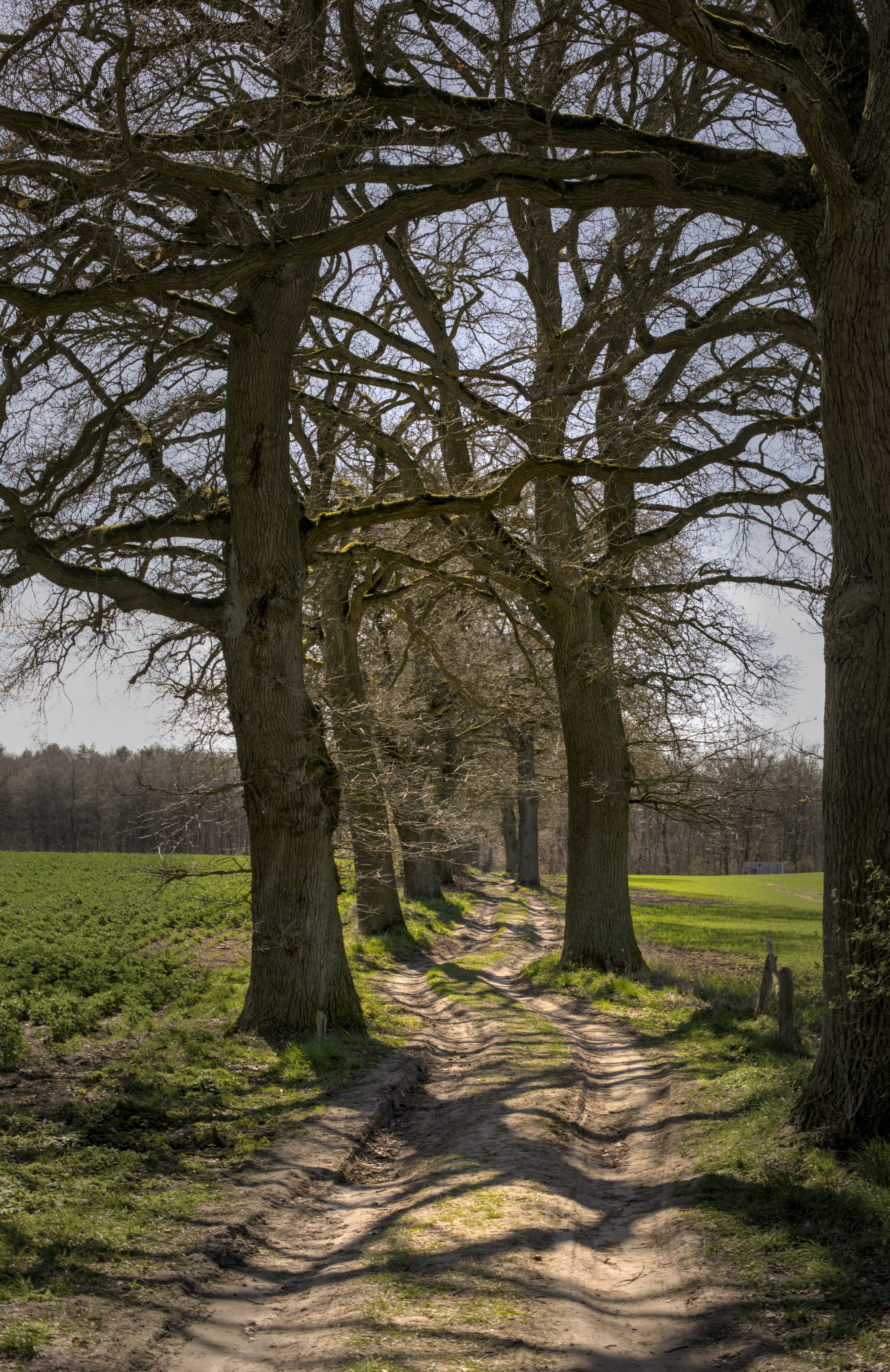 Ein Feldweg schlängelte sich zwischen hohen, kahlen Bäumen neben grünen Feldern