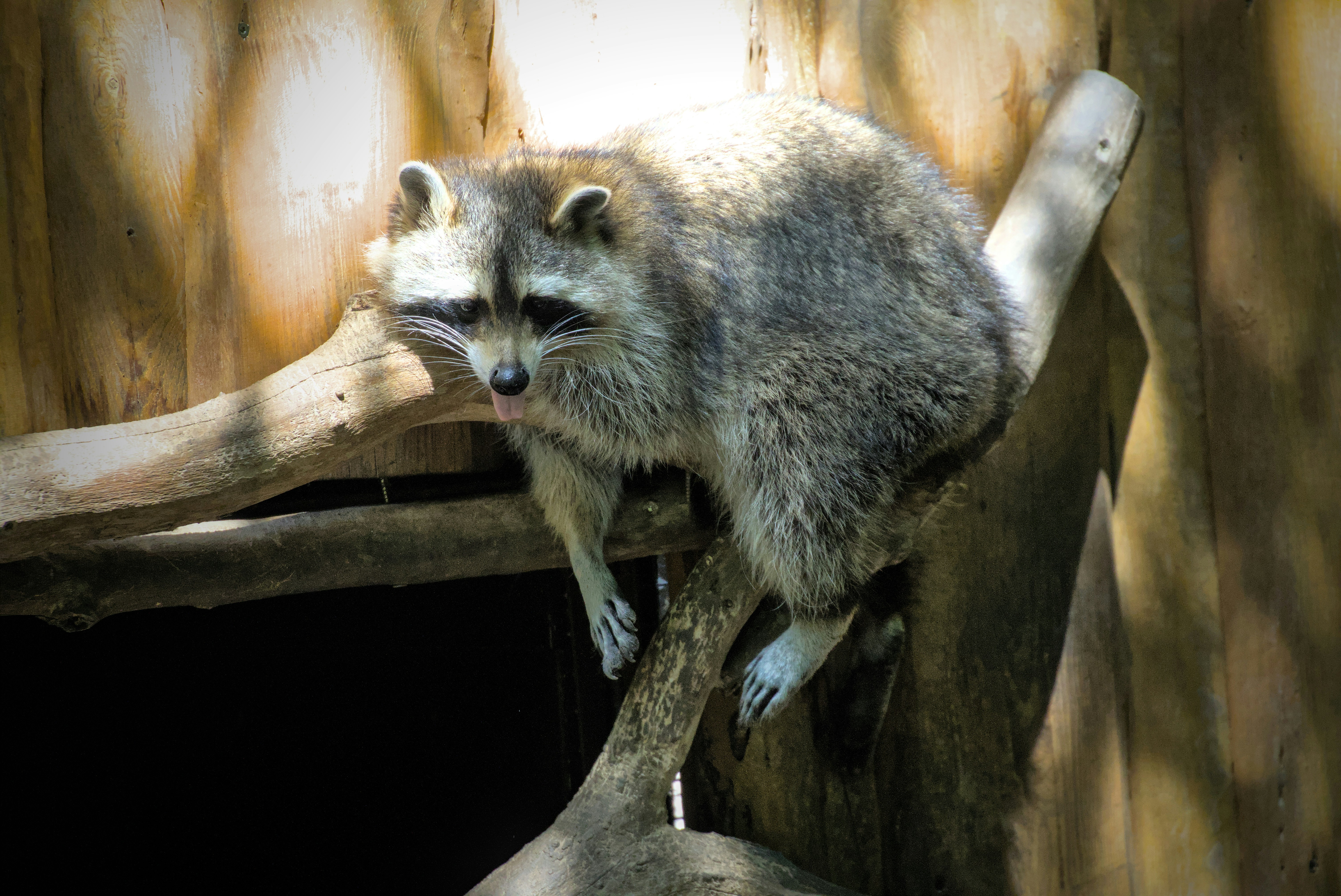 Ein Waschbär, der auf einem Holzast ruht und die Zunge herausstreckt