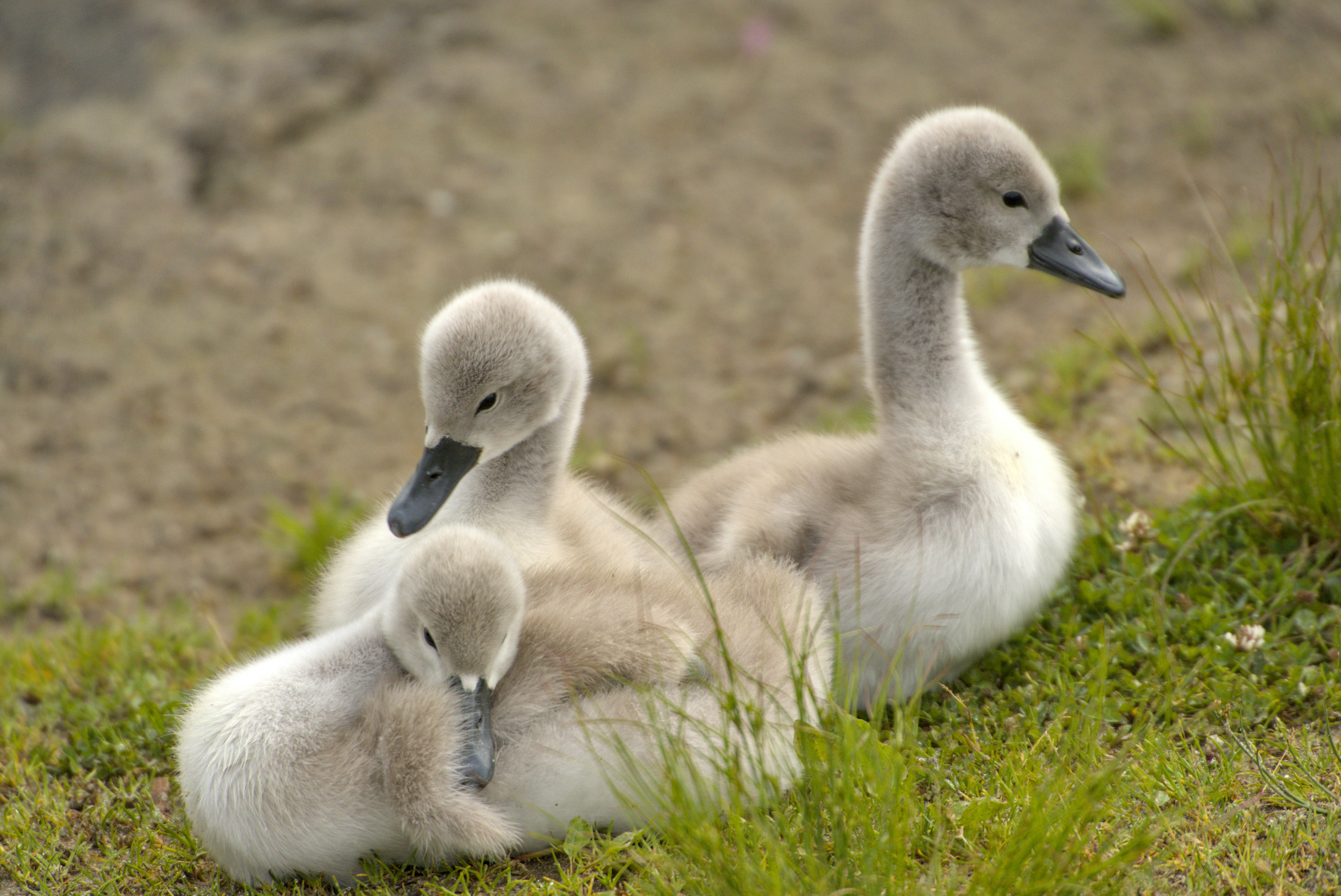 Drei flauschige graue Schwanenküken ruhen auf einem grasbewachsenen Ufer in Wassernähe