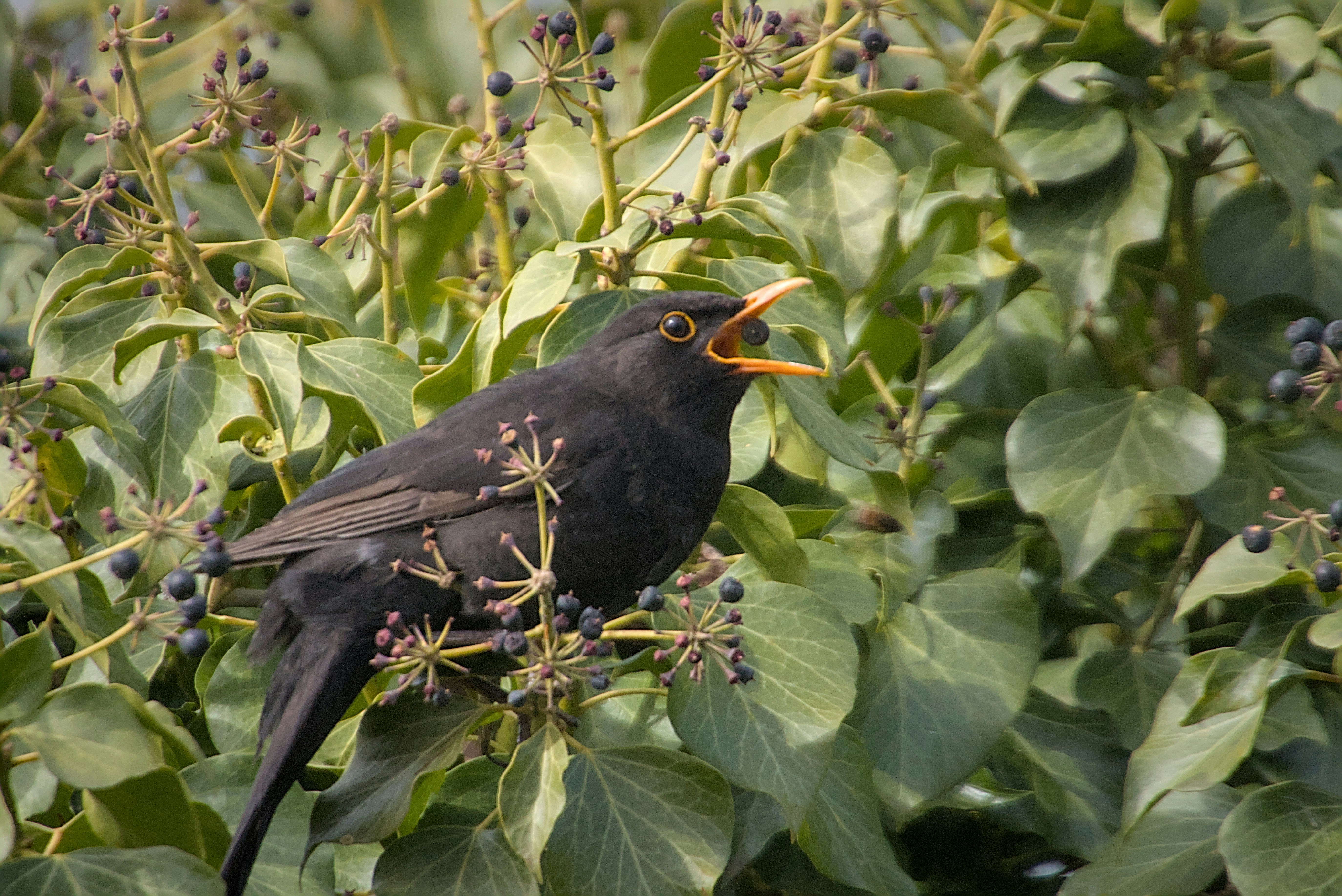 A blackbird with a yellow beak eating a dark berry in an ivy bush