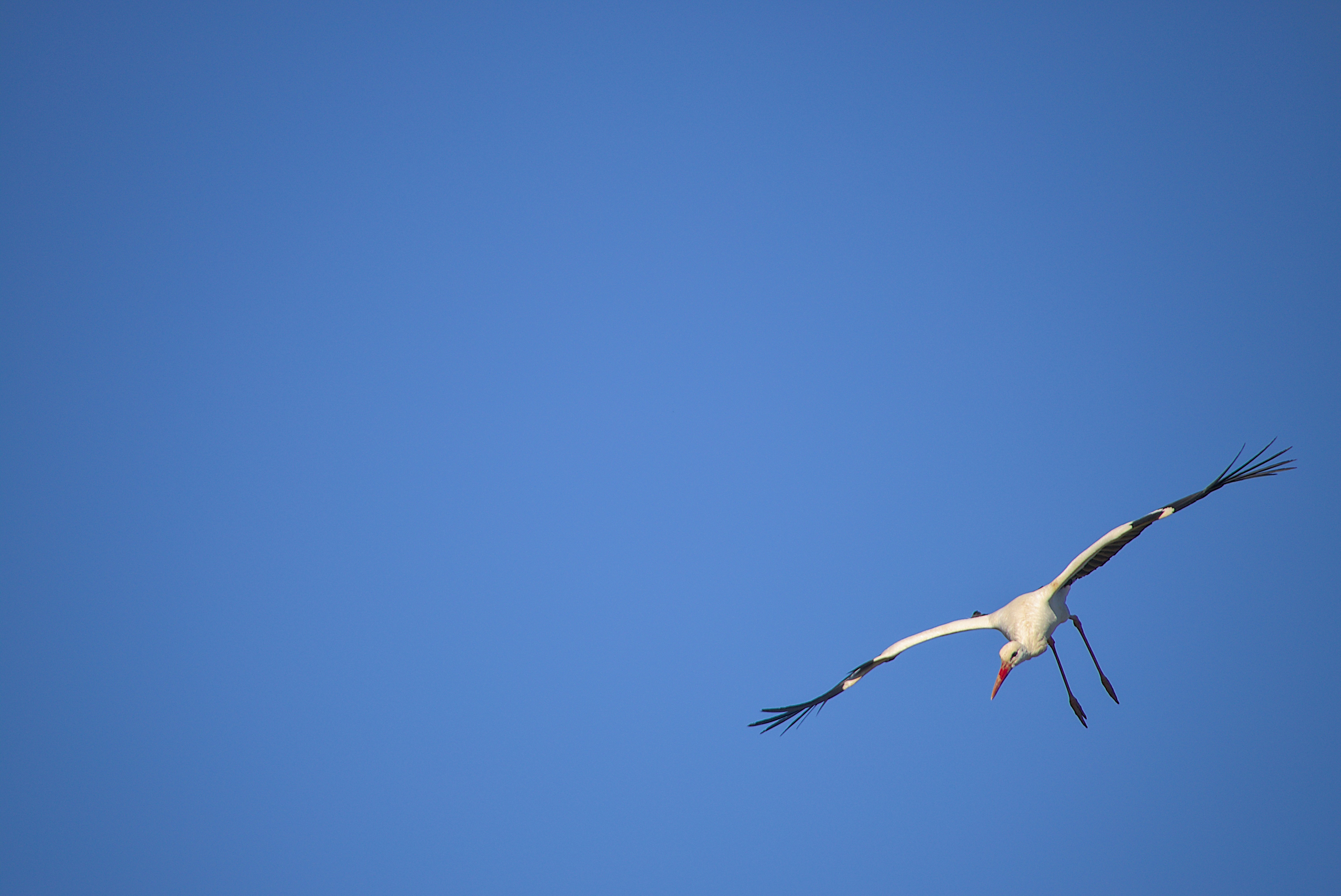 Ein weißer Storch mit schwarzen Flügelspitzen, der gegen einen klaren blauen Himmel flog