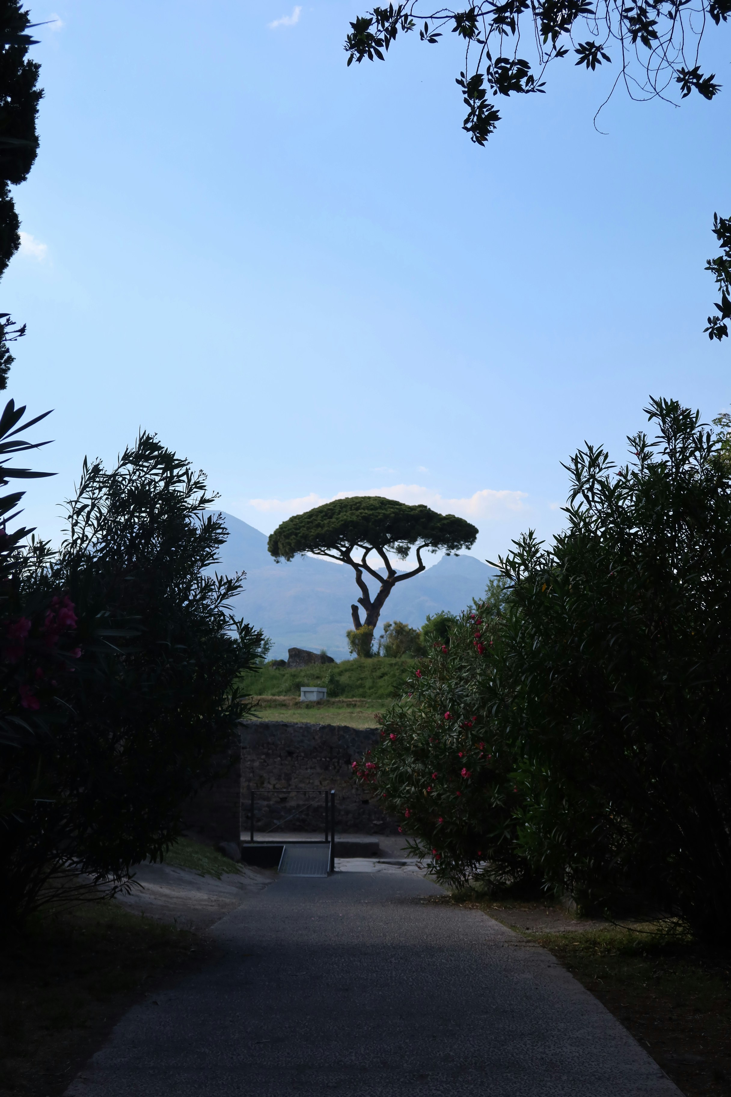 Umbrella pine tree on mountain hillside - Free Photo on Unsplash