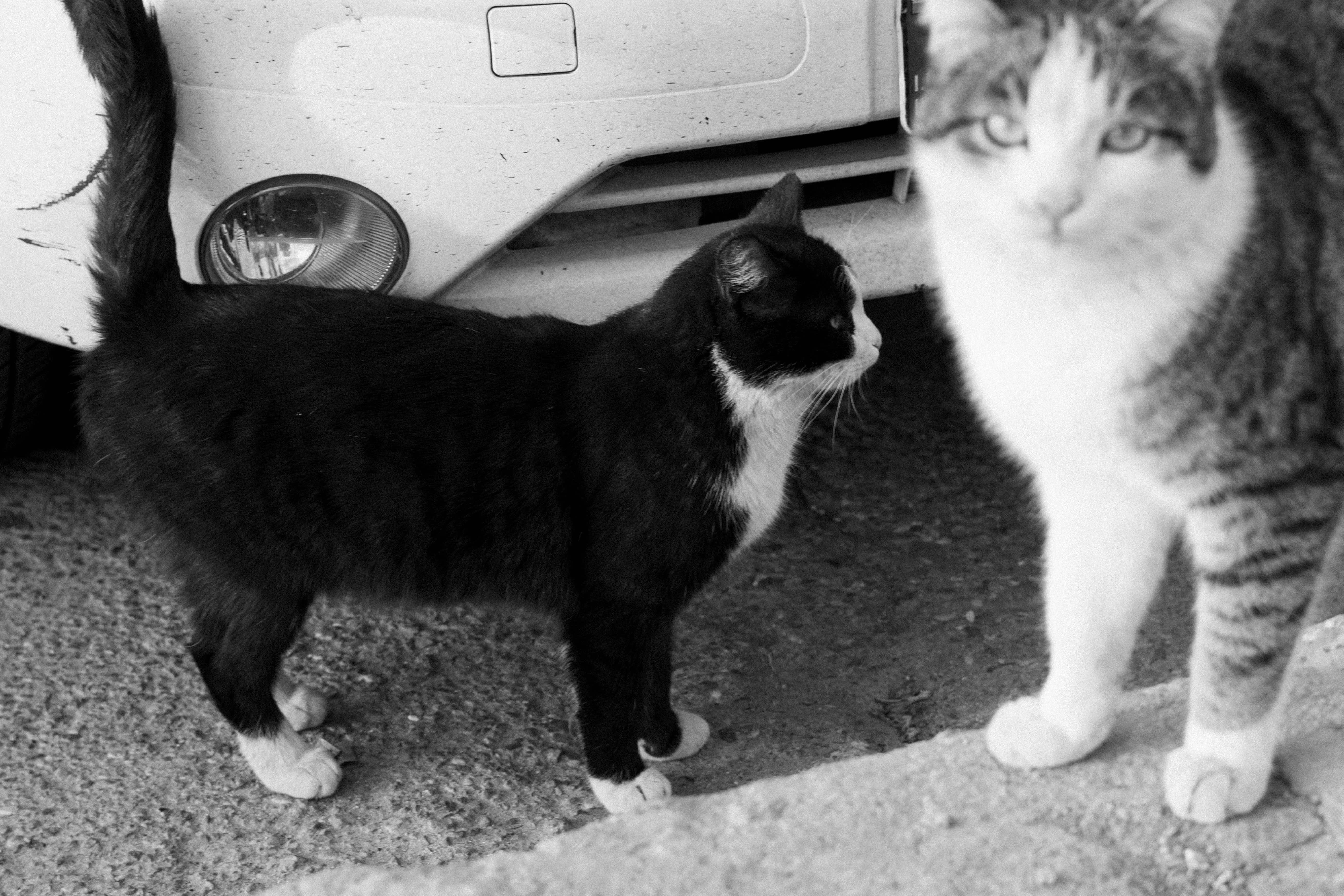 白い車の近くの舗装された場所に立つ二匹の猫