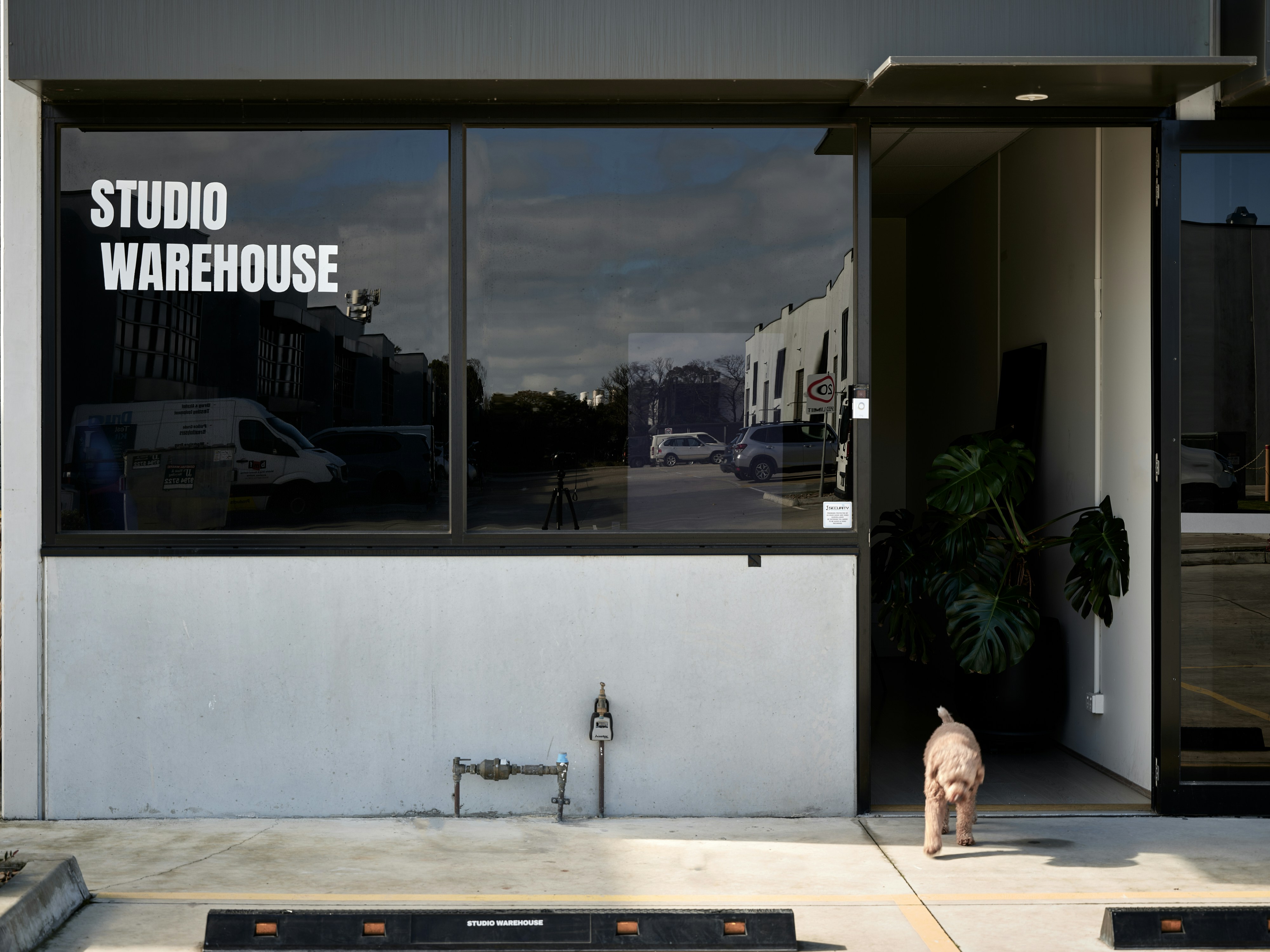 A small dog walking into a studio warehouse entrance with a monstera plant