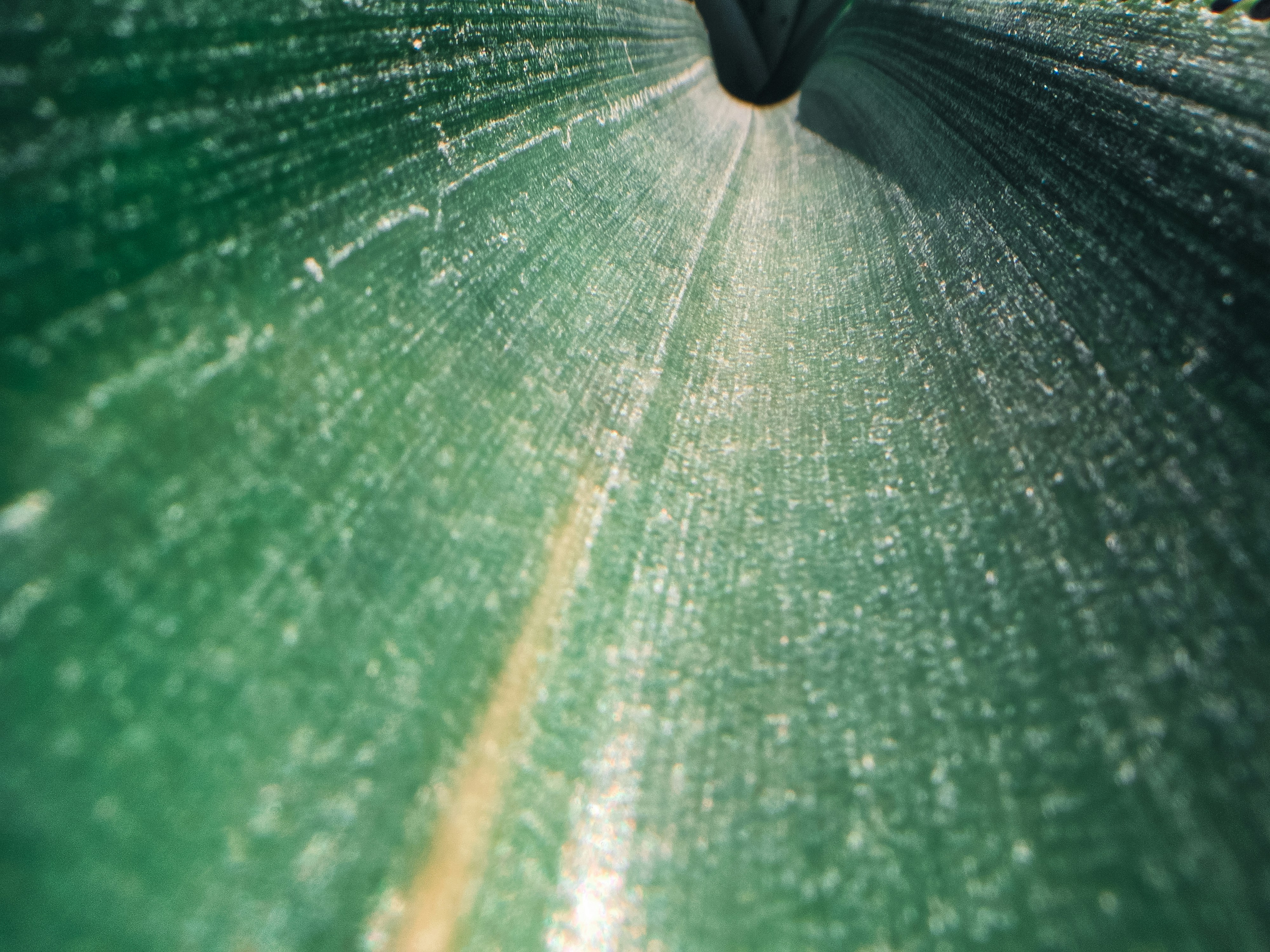 Una vista macro de una hoja verde curva con venas paralelas visibles.