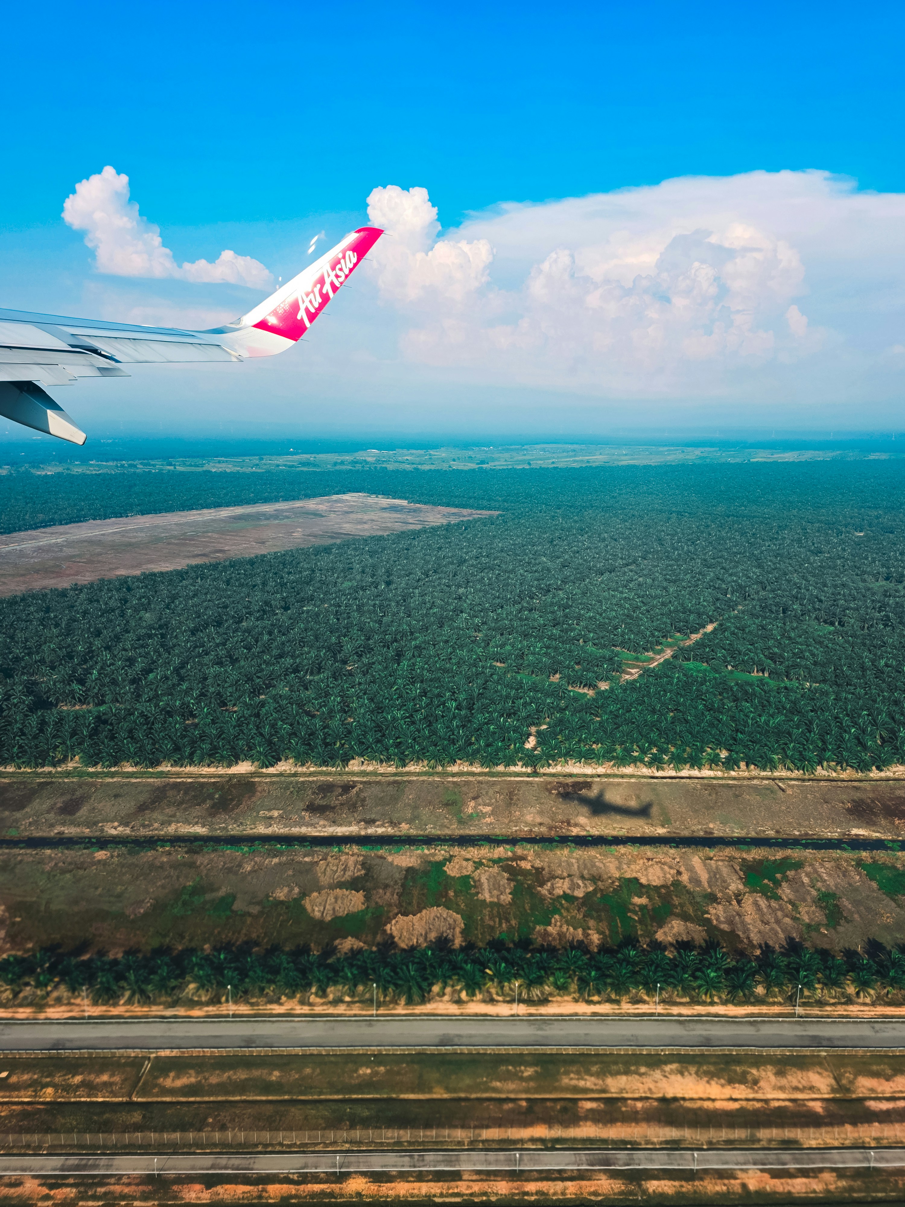Un ala de avión sobre una vasta plantación de palma con una sombra visible.