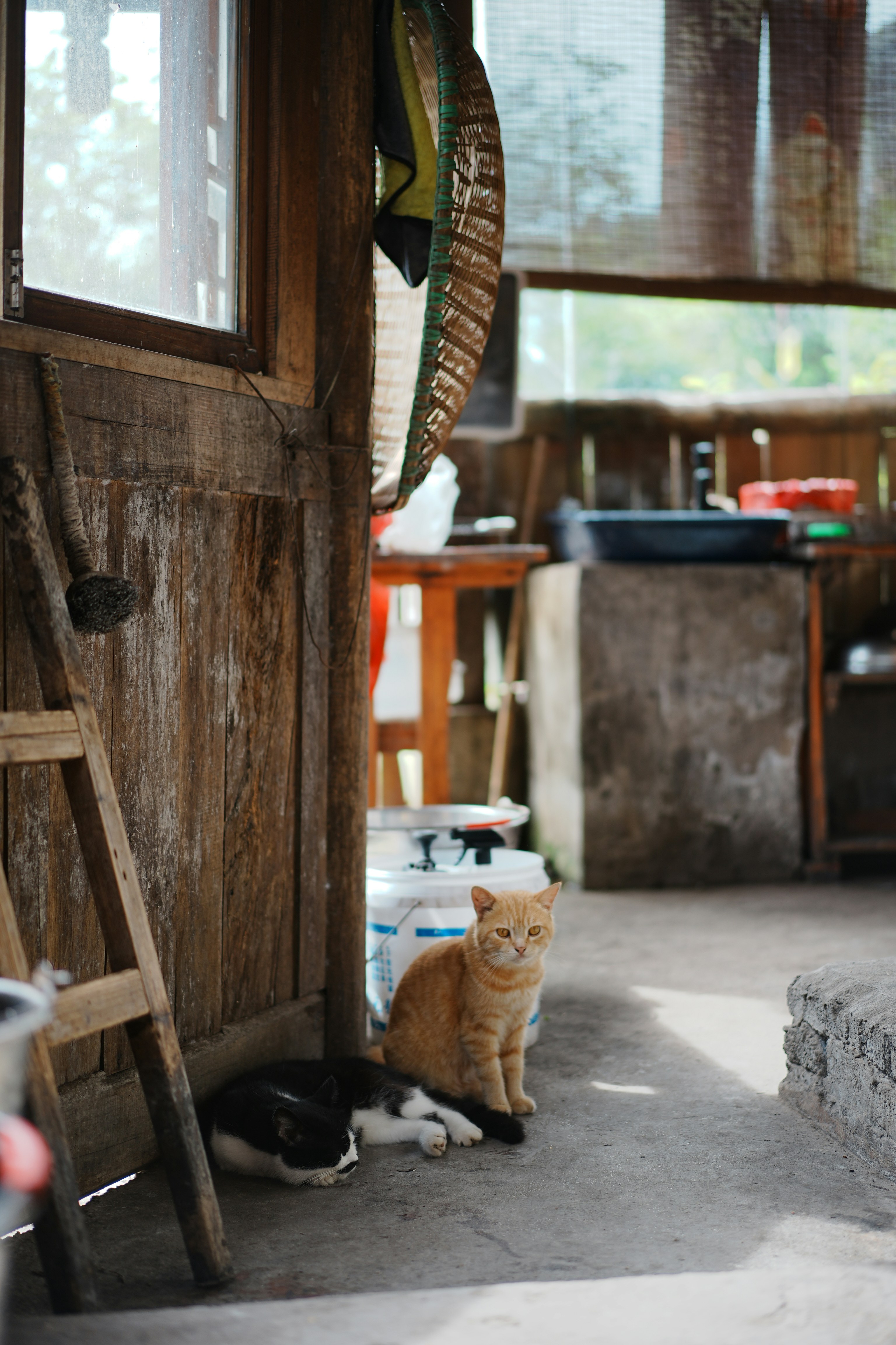 An orange tabby cat sitting beside a sleeping black and white cat.