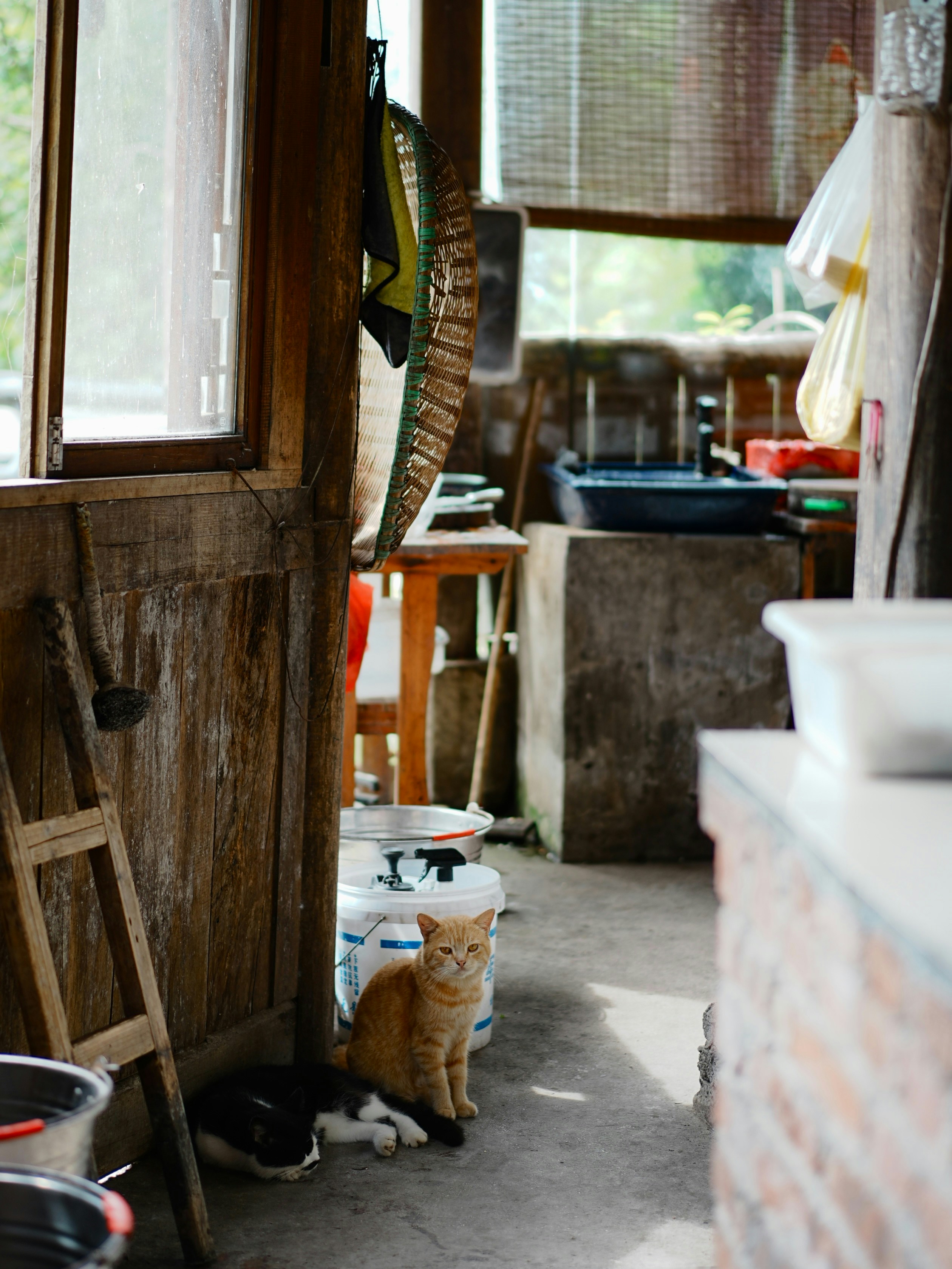An orange cat and a black and white cat on a rustic porch.