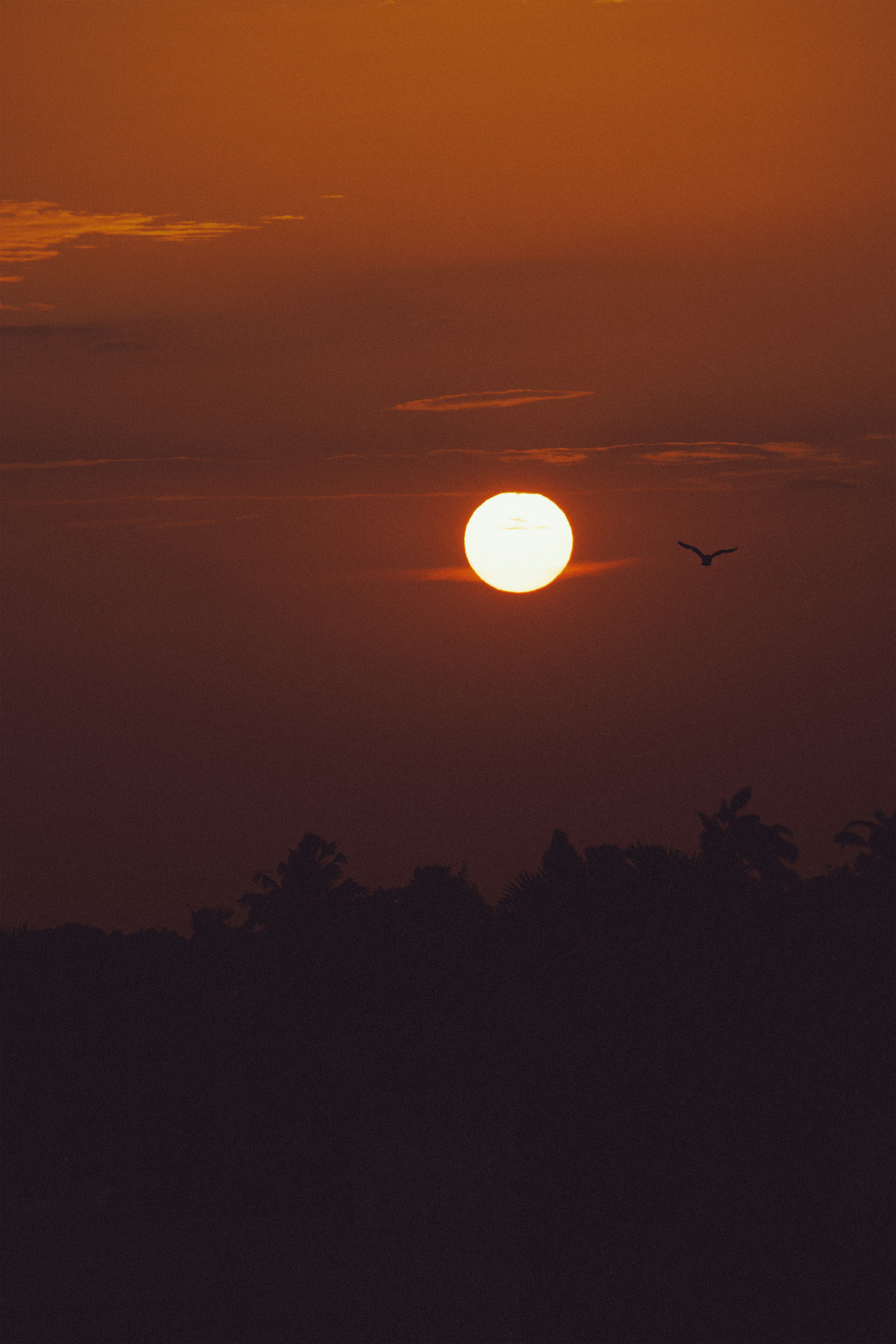 A bird flying past a low sun in a warm orange sky