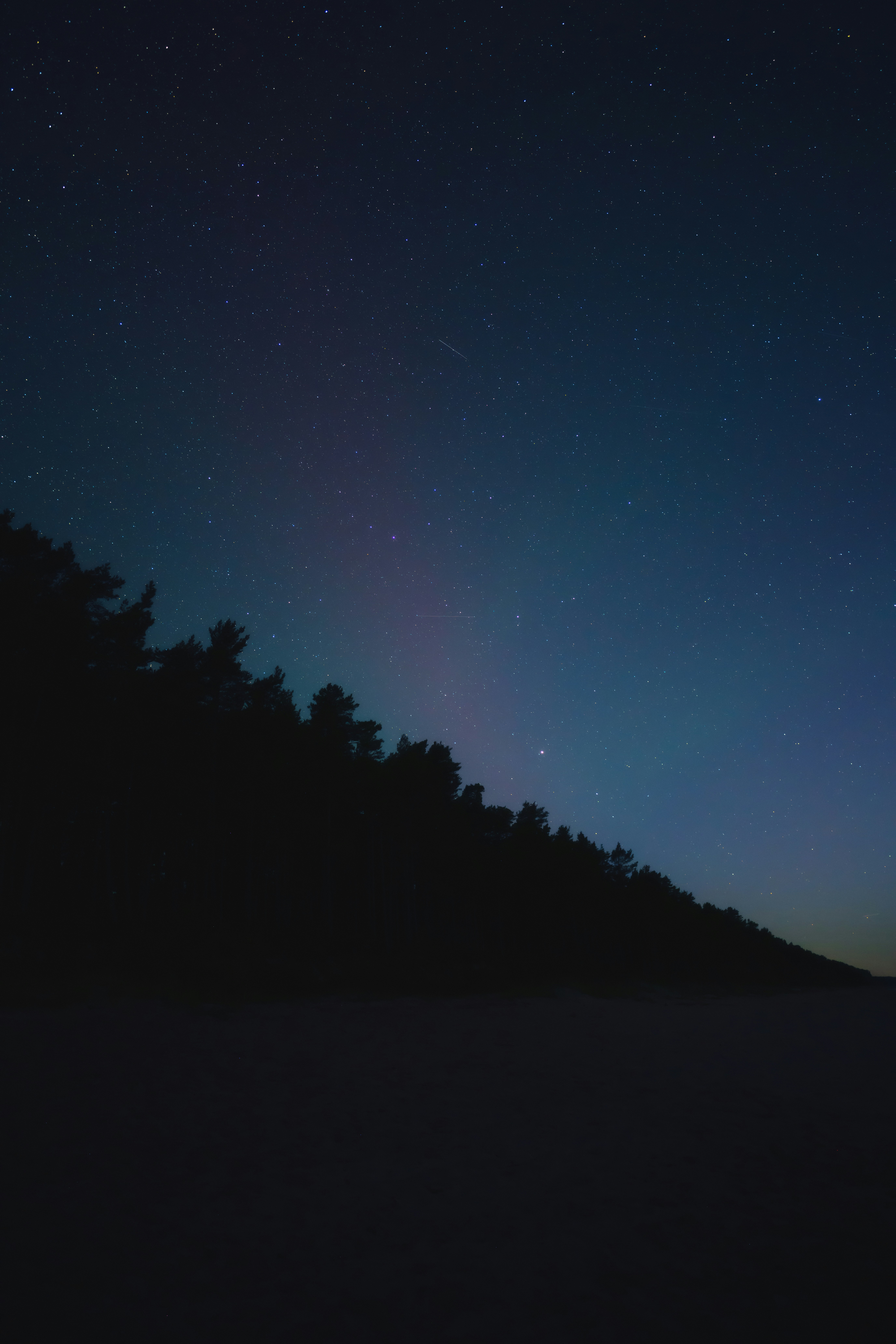 A silhouette of a forest against a dark blue starry night sky.