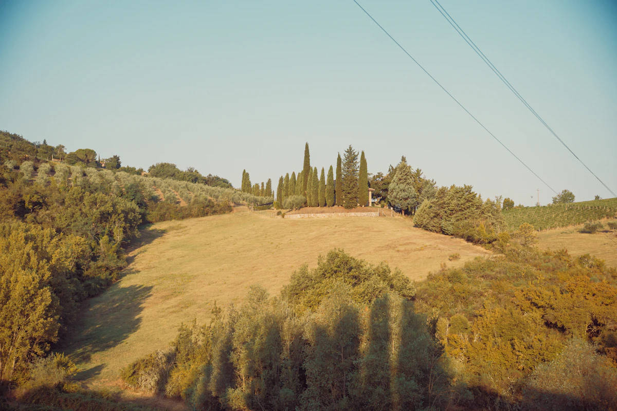 Cypress trees on a golden hill in the Tuscan countryside