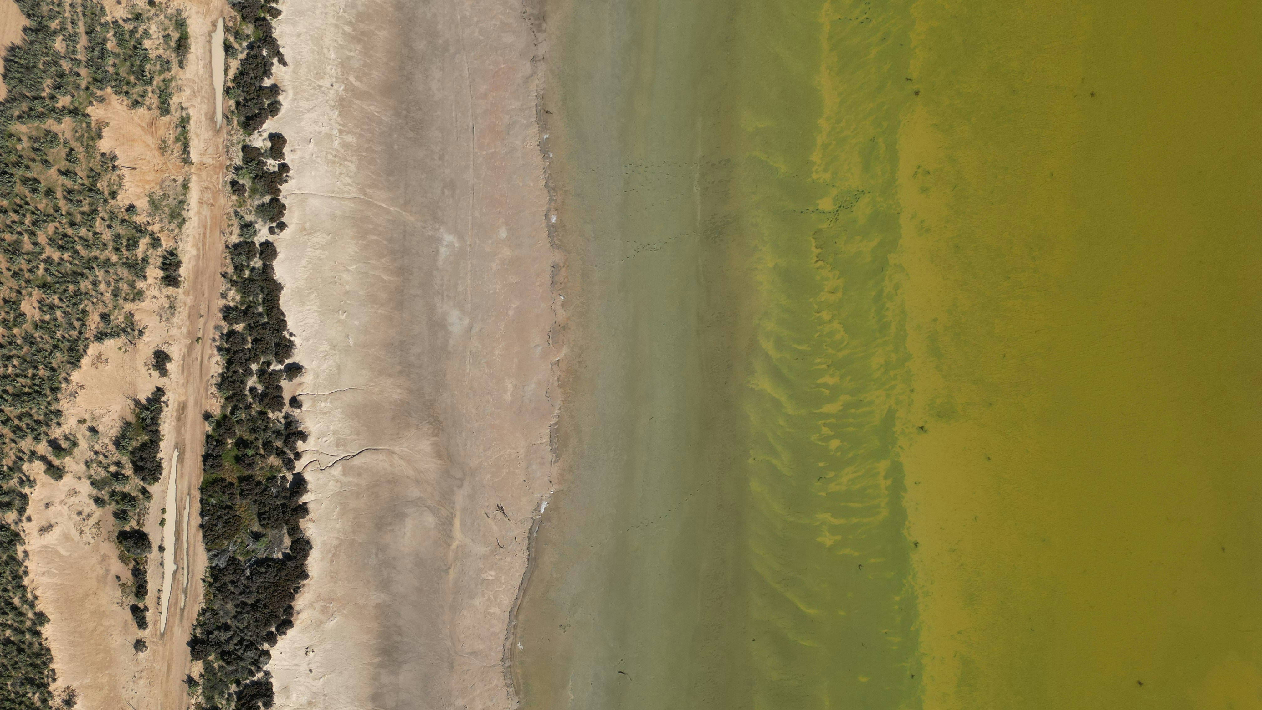 An aerial view of a sandy shoreline bordering a vibrant green lake.