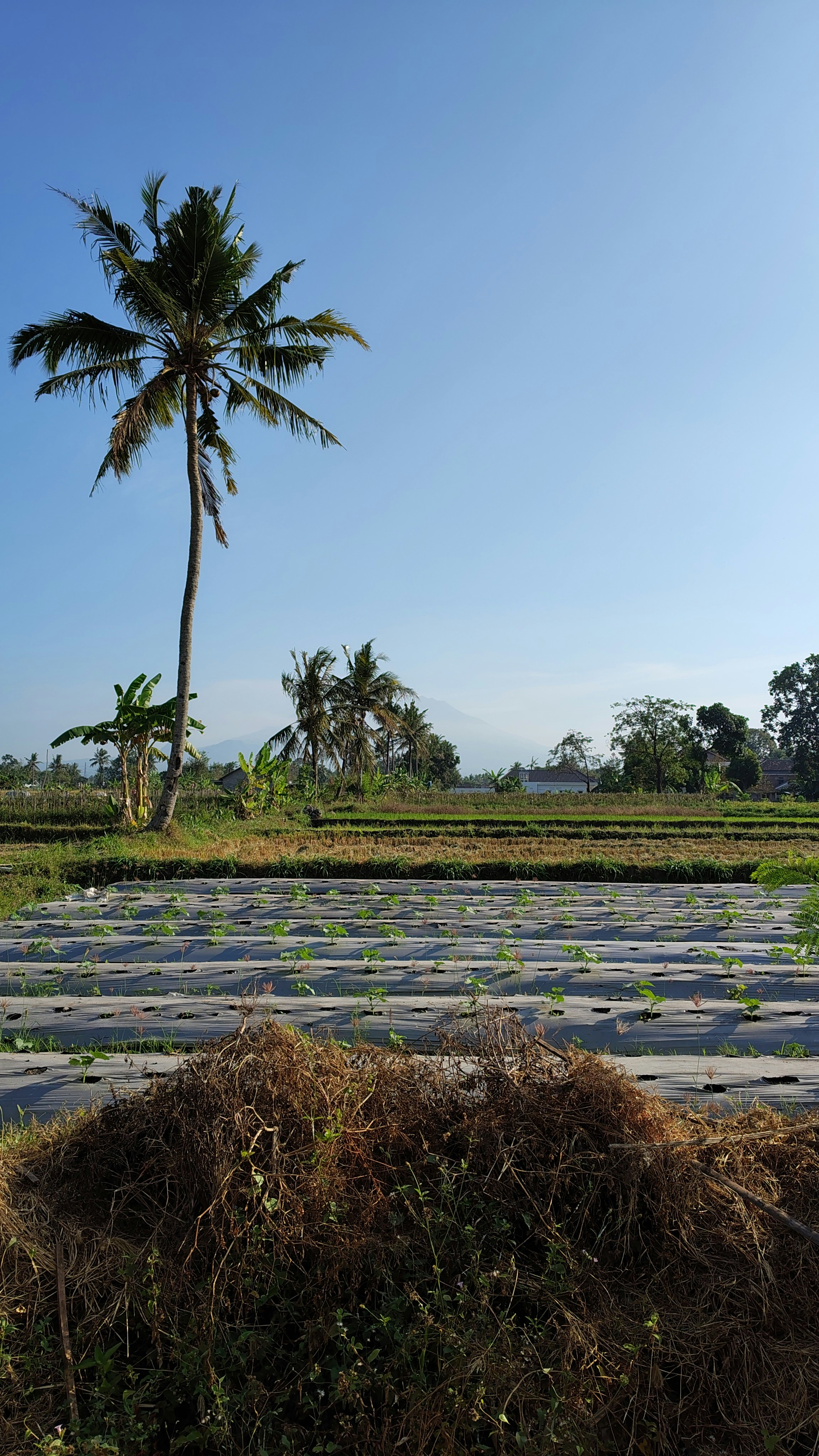 Sustainable coconut farming in Indonesia