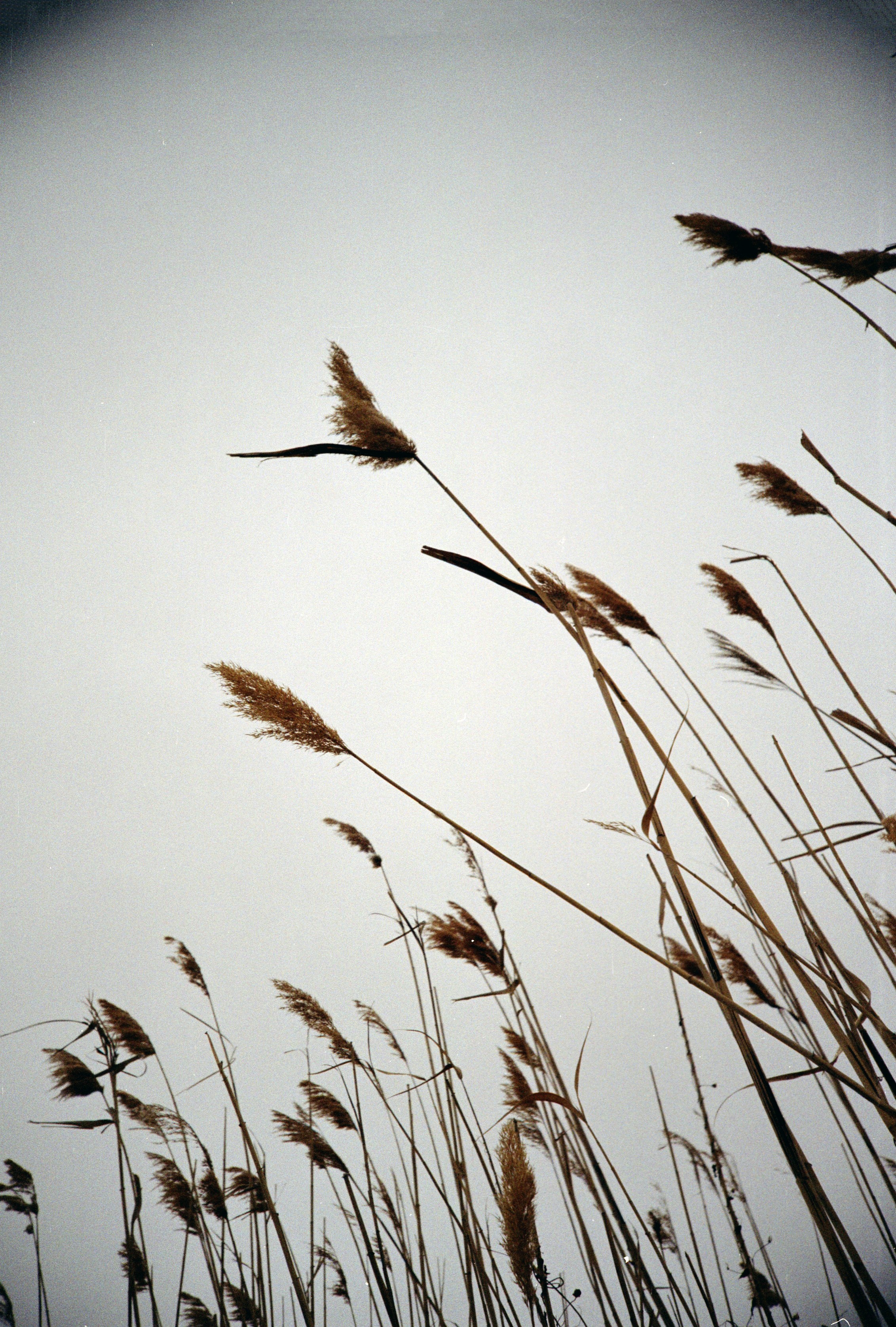 Tall brown reeds swaying against a pale overcast sky.