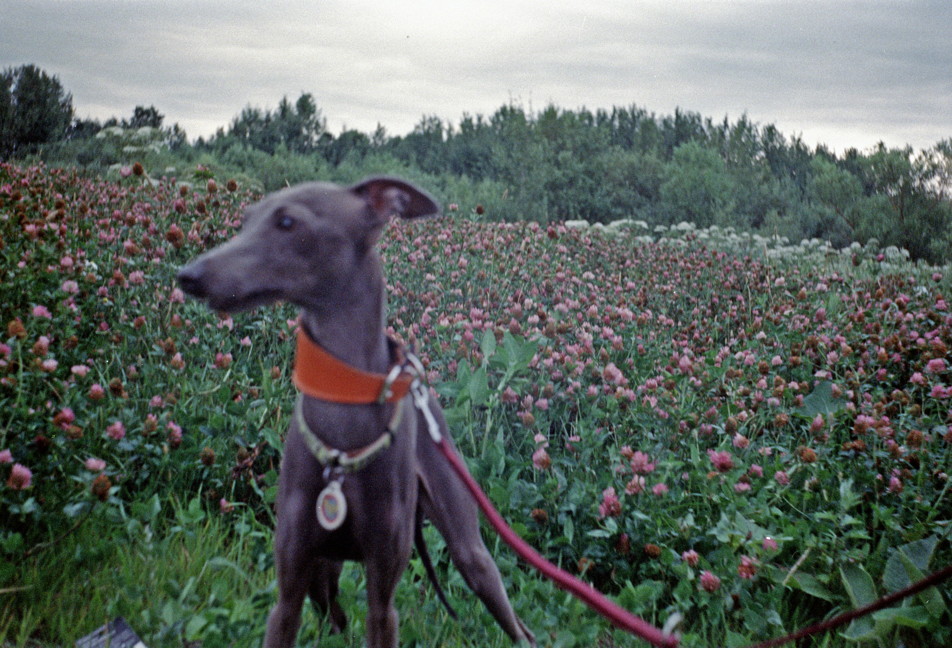 L'Entente Canine Vertou — Vertou
