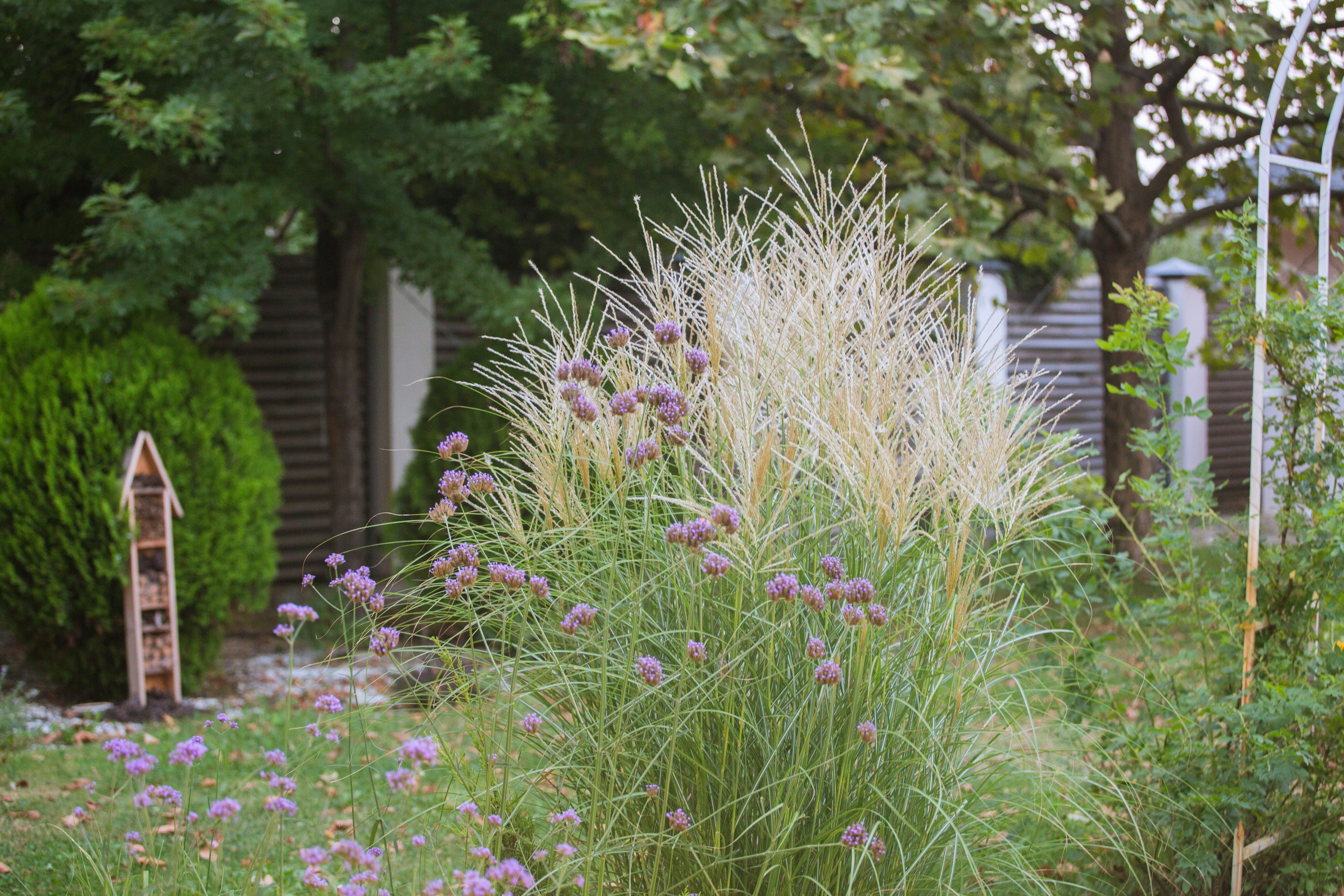 Tall ornamental grass with purple flowers in a garden with a wooden insect hotel
