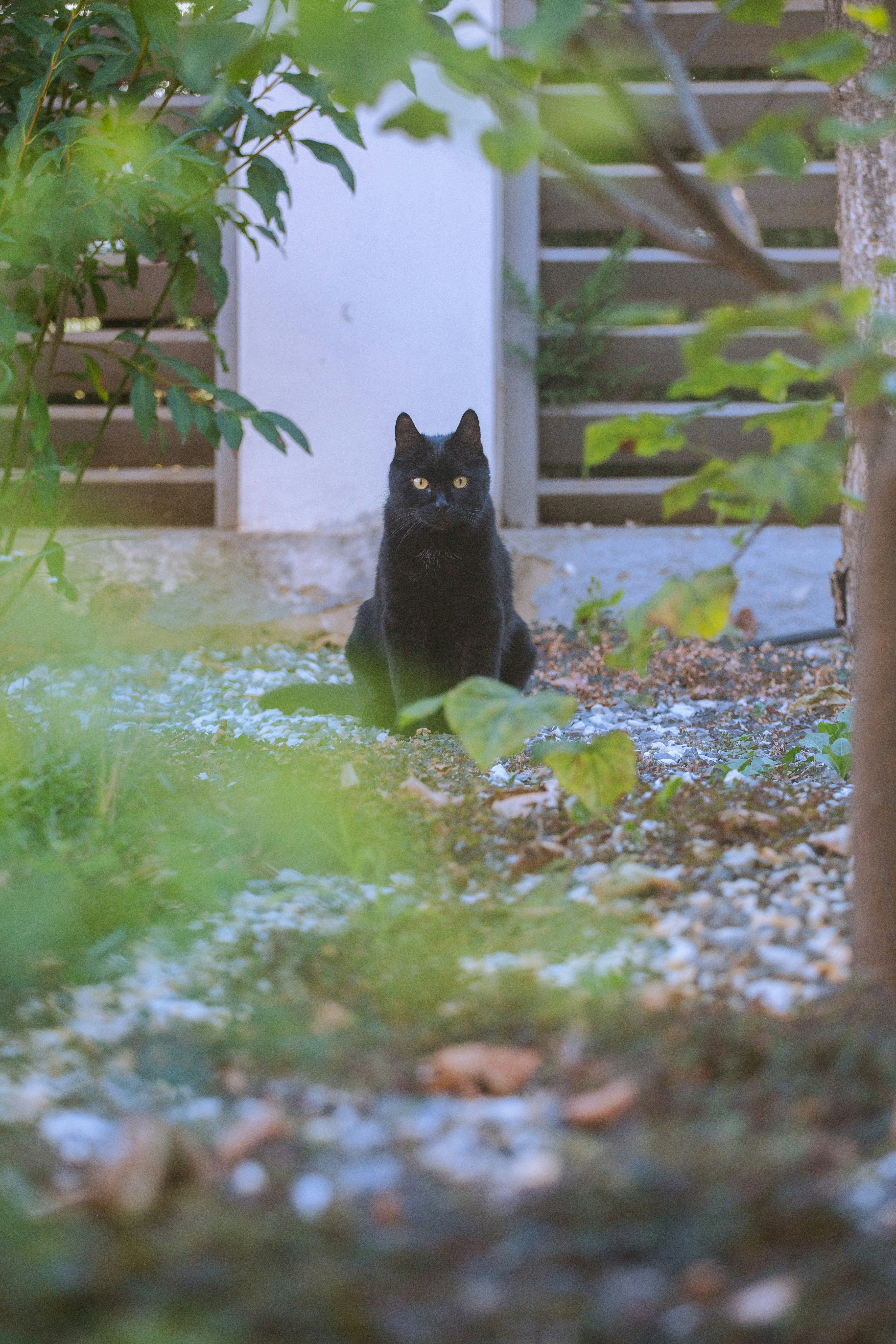 A black cat with yellow eyes on a gravel path in a garden