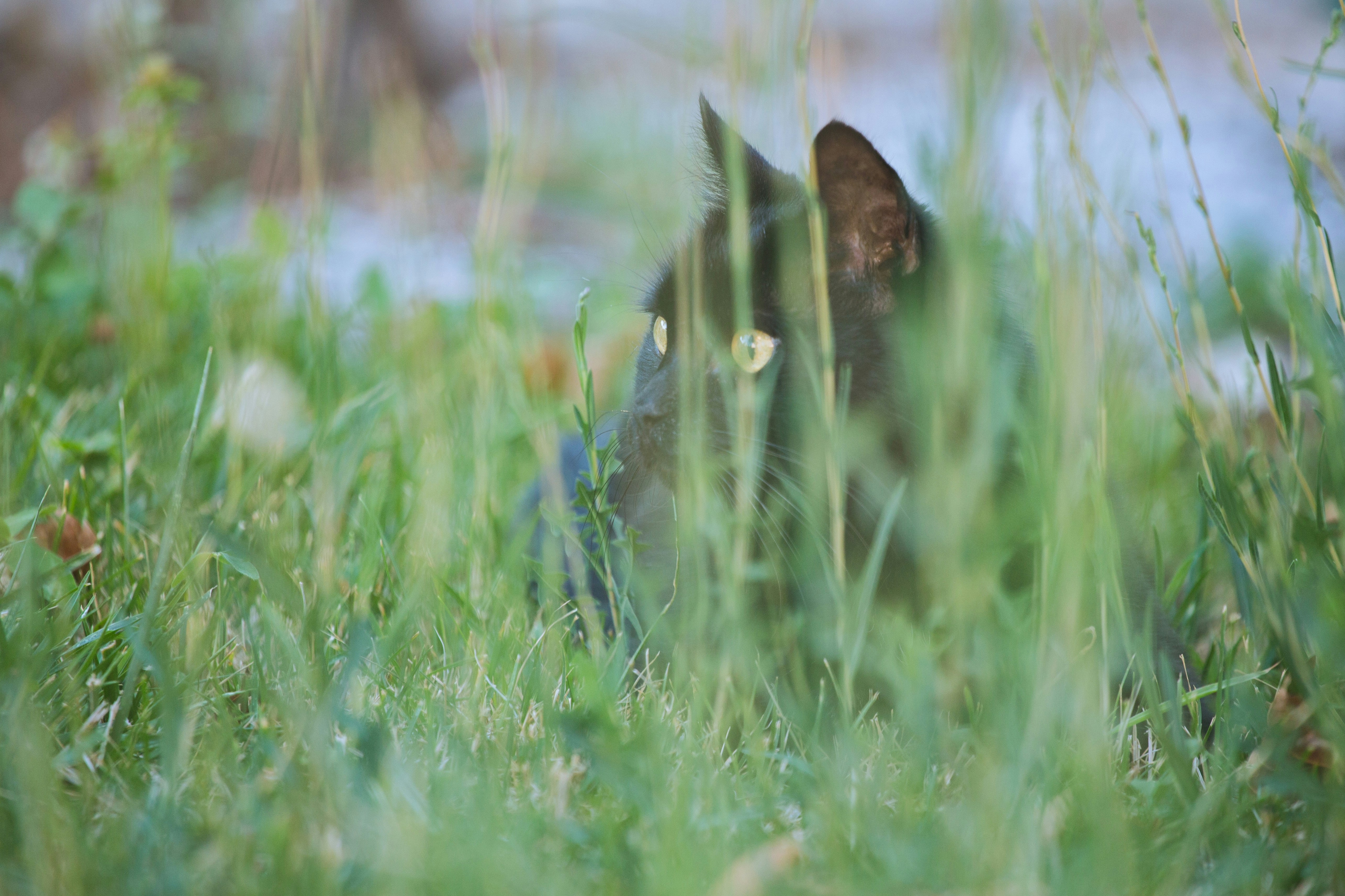 A black cat with yellow eyes peering through tall green grass