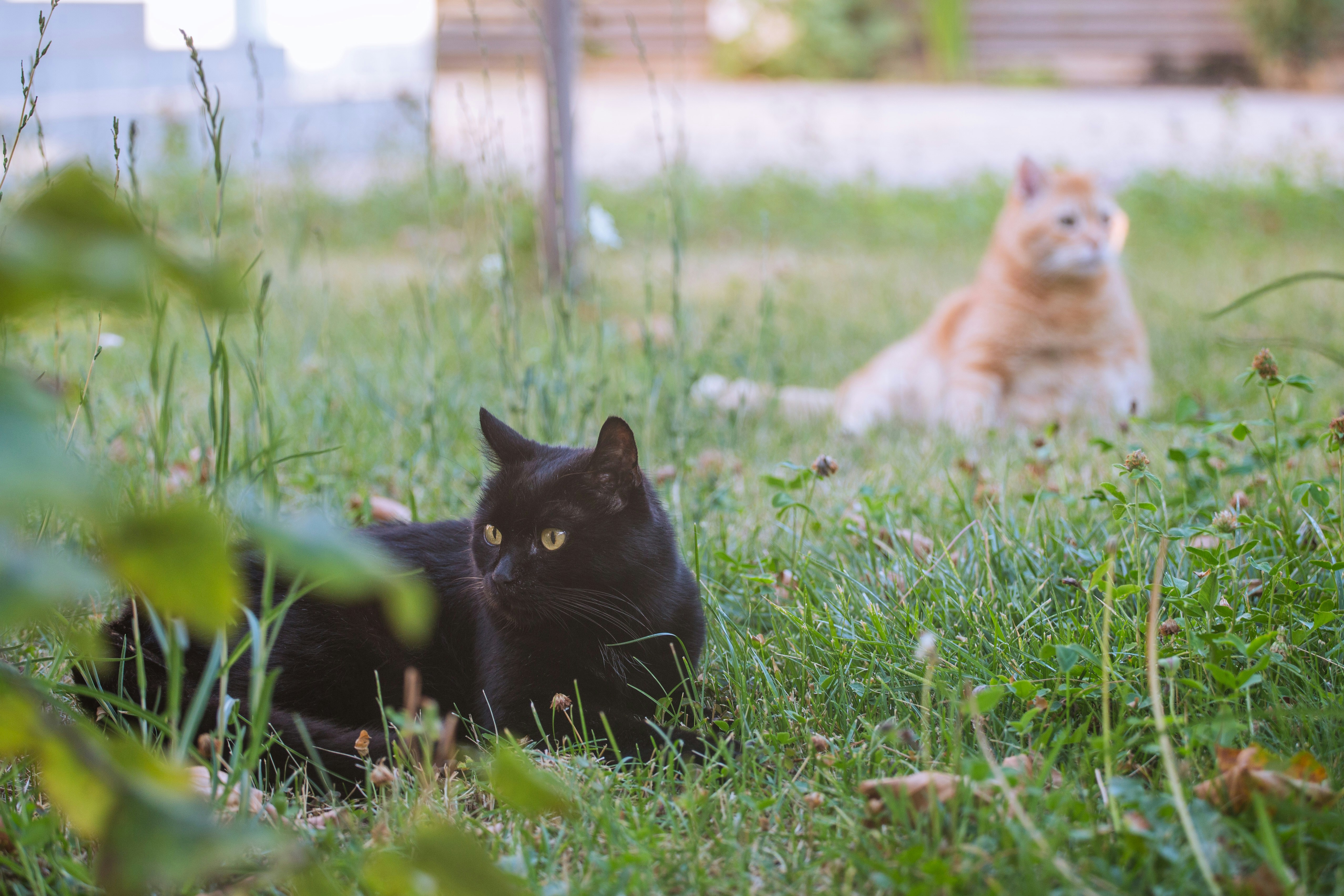A black cat in the foreground and an orange cat in the background
