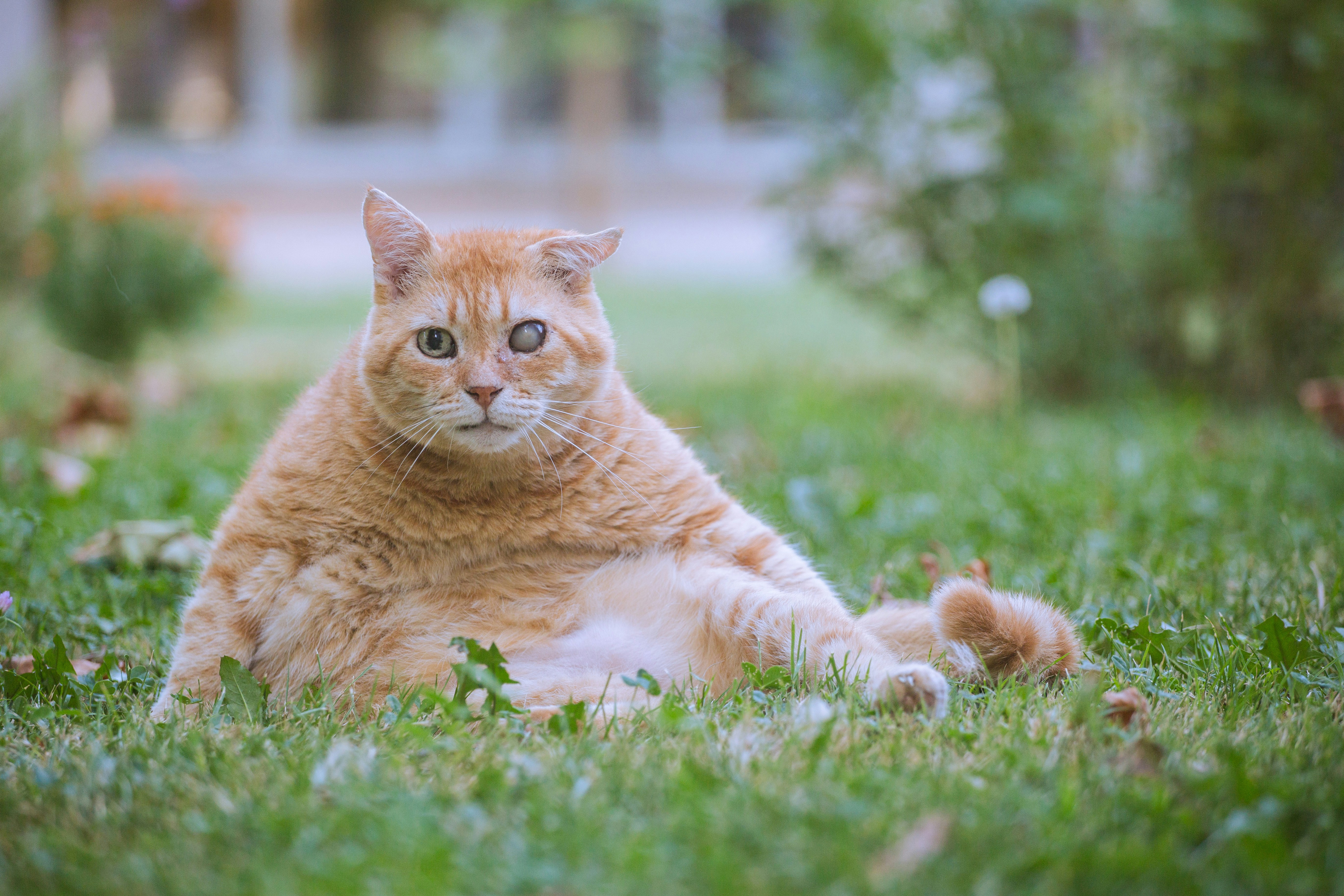 An orange tabby cat with one cloudy eye on a green lawn