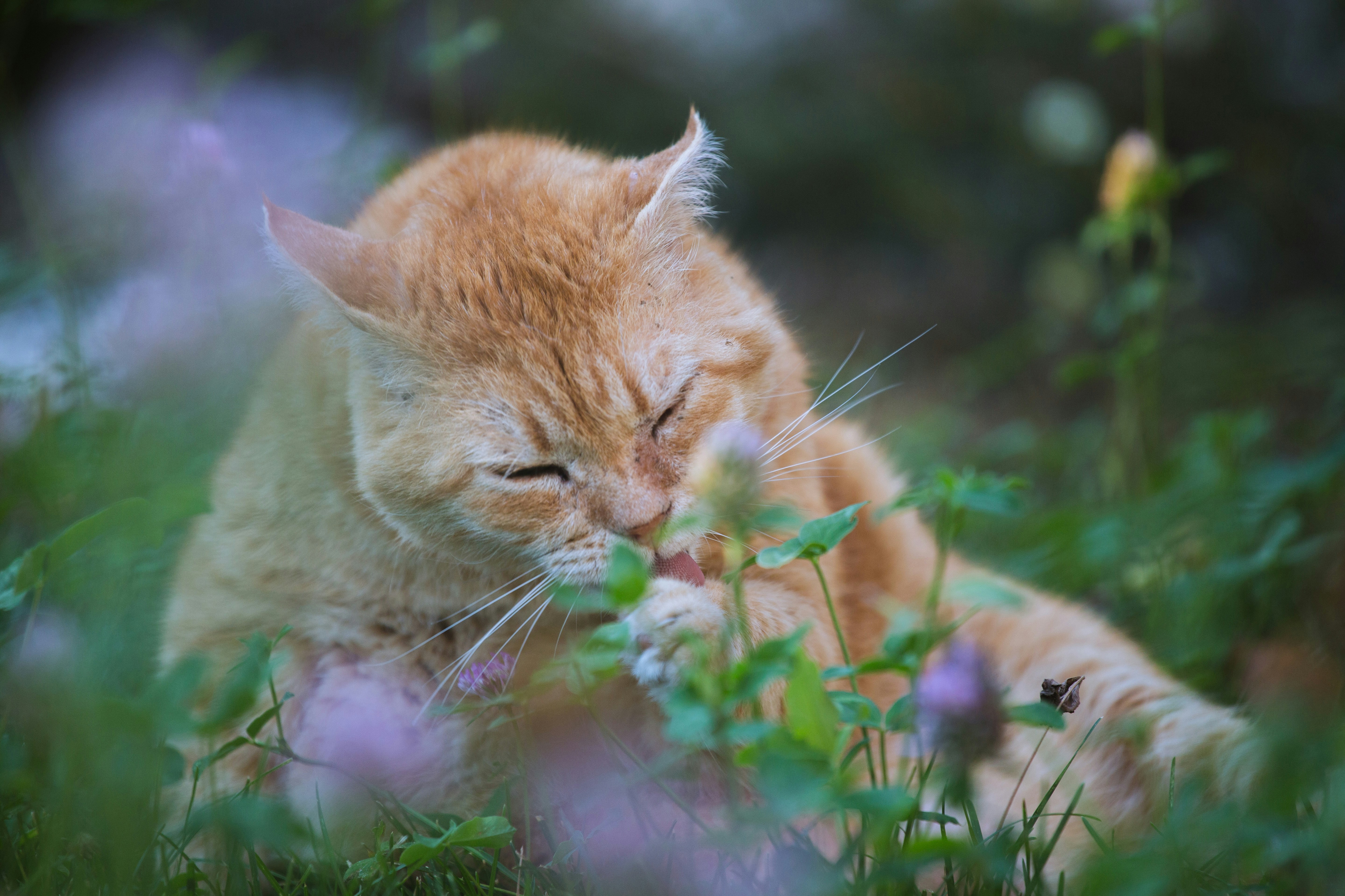 An orange tabby cat grooming its paw in a patch of clover