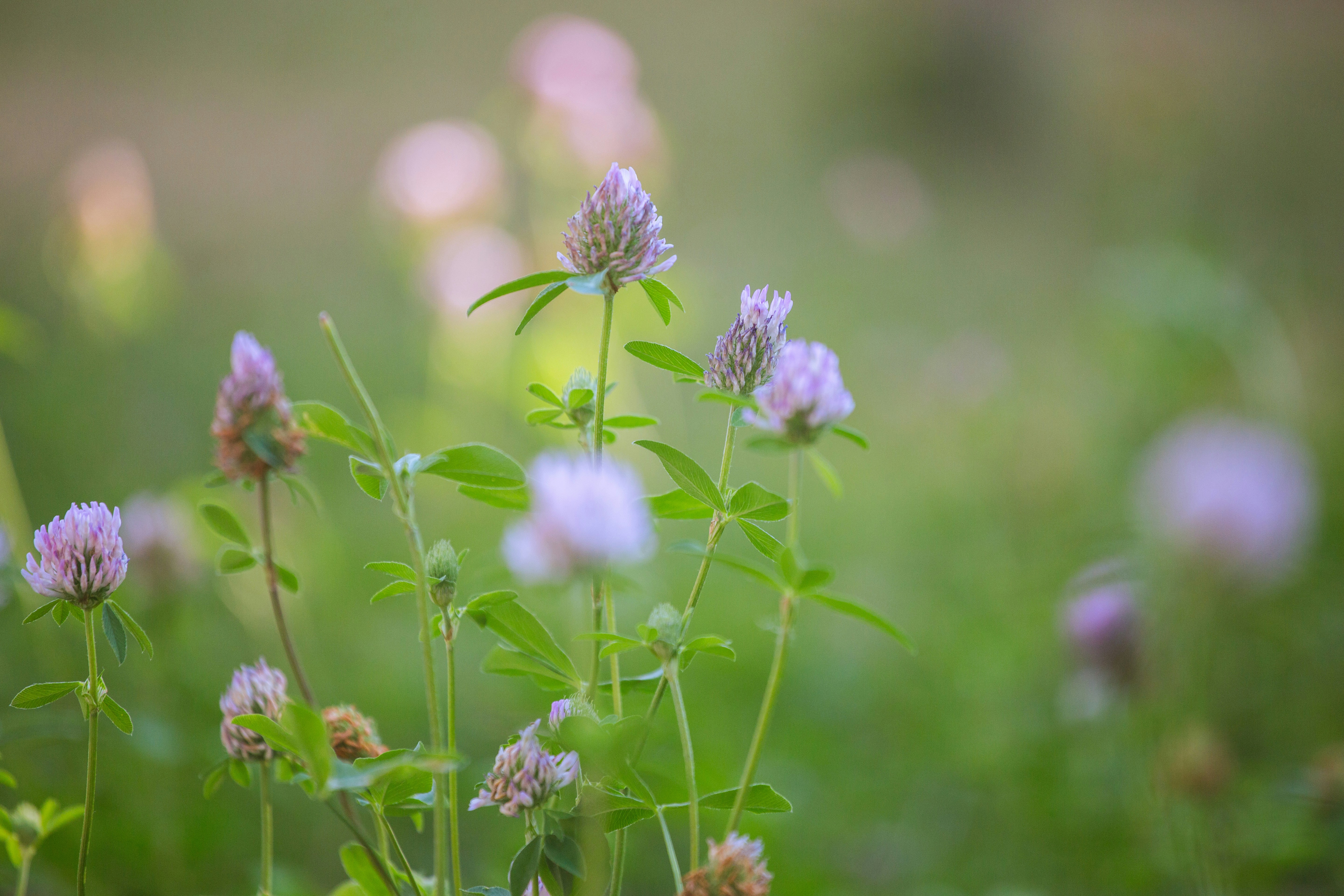 Purple clover flowers blooming in a field with a soft, out-of-focus green background