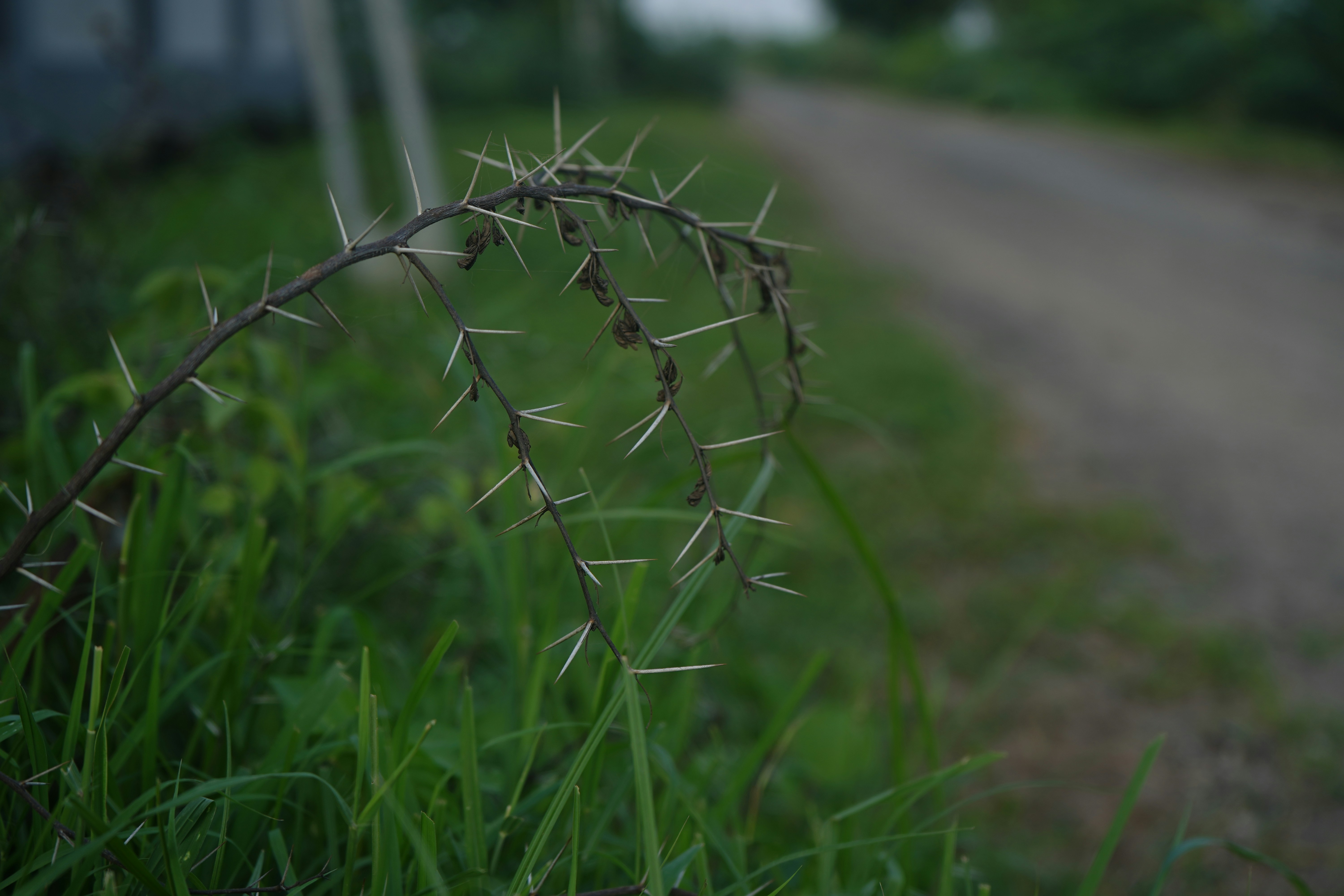 A thorny branch arching over green grass beside a blurred dirt road