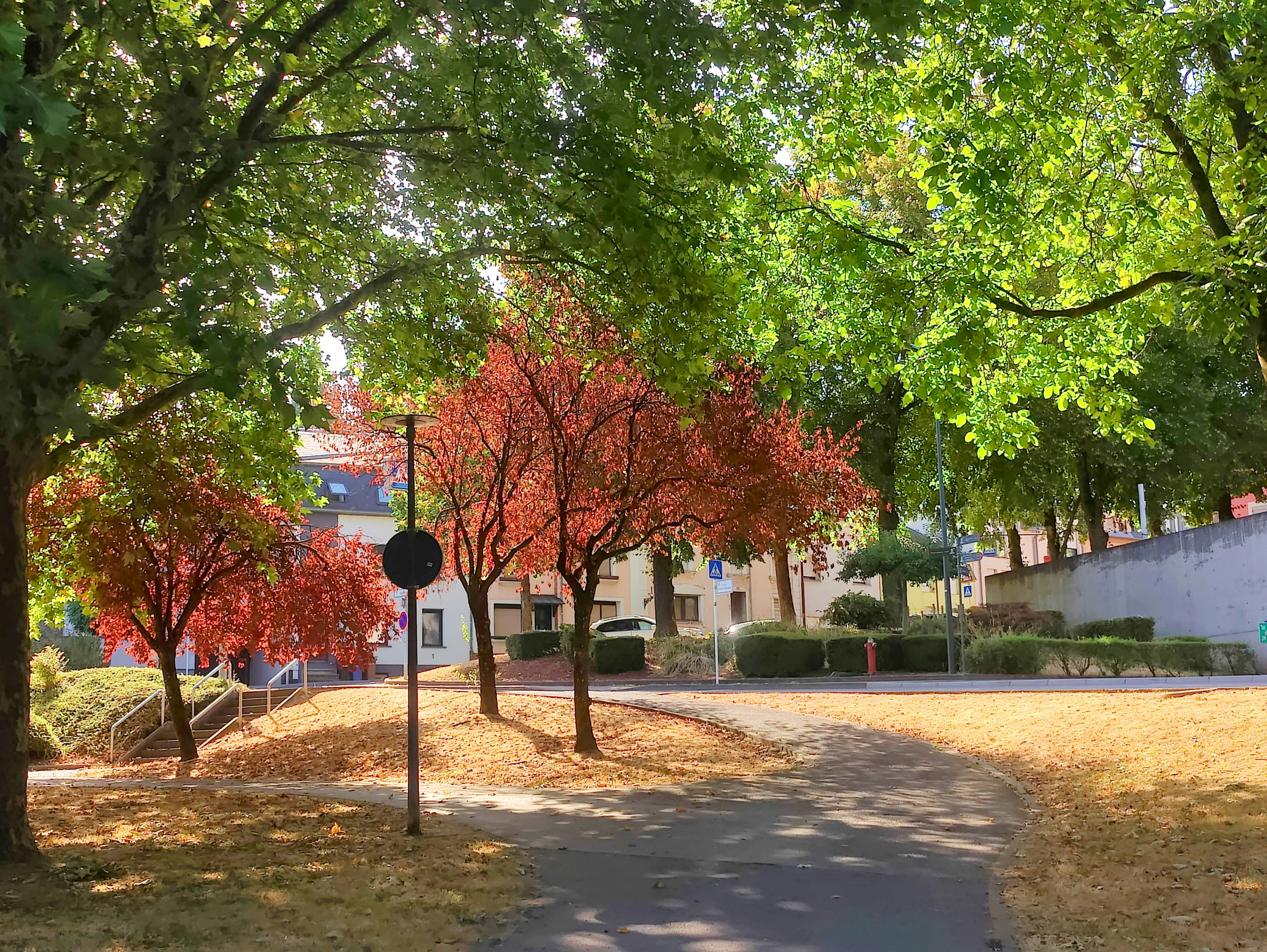 Paved path winding through a park with autumn trees