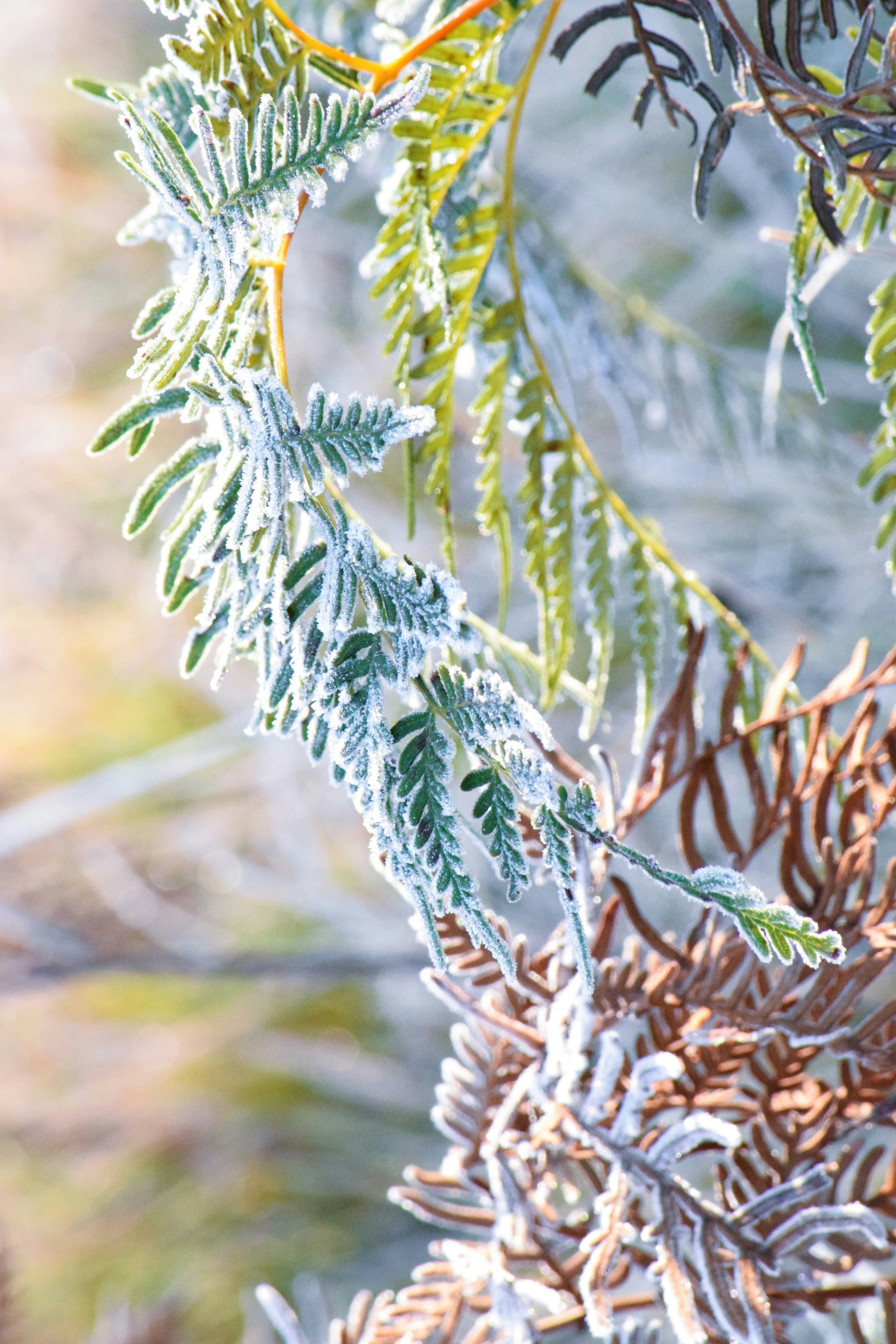 Frost-covered fern fronds with green and brown leaves in a winter garden.
