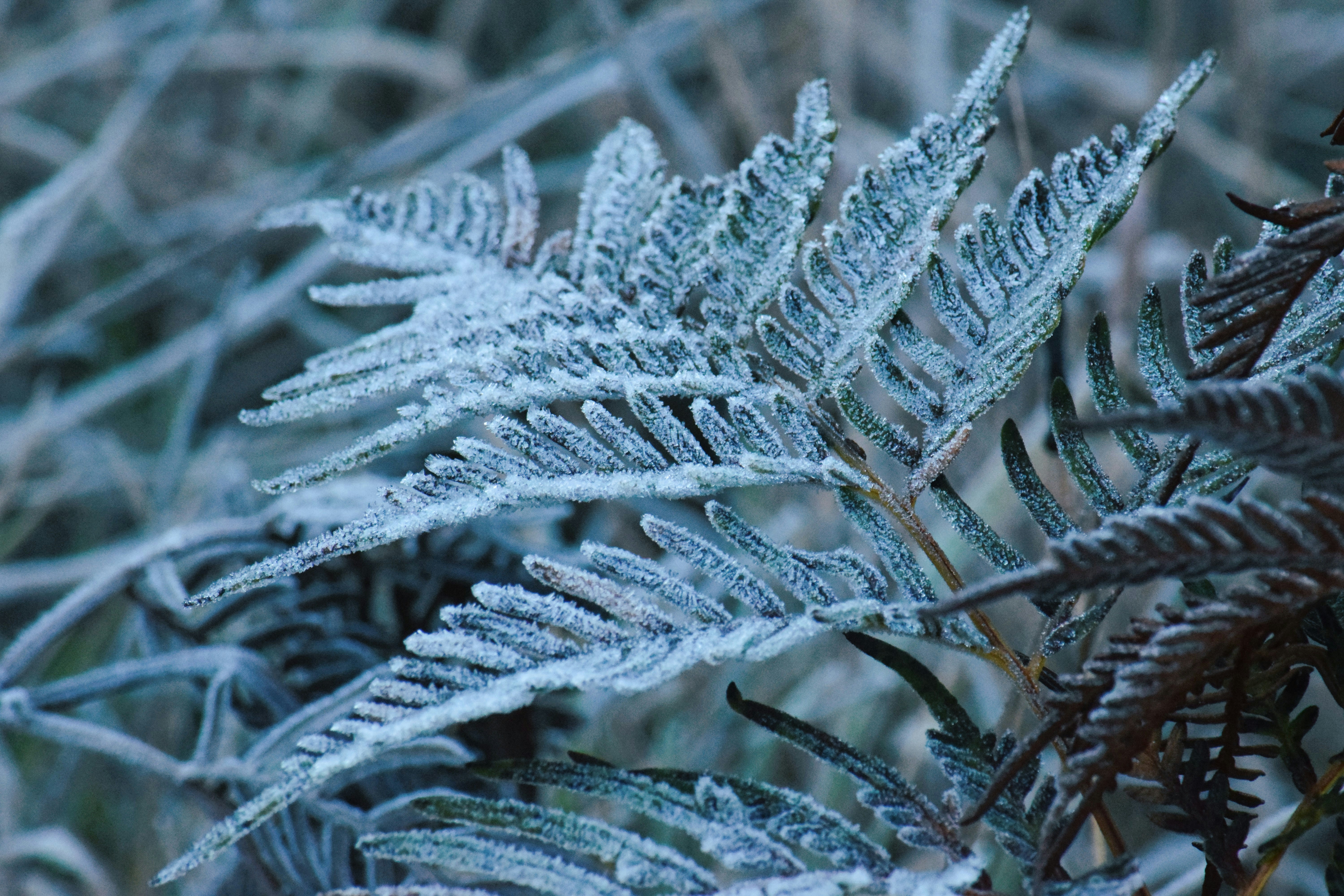 A fern frond covered in a layer of white frost on a cold morning.