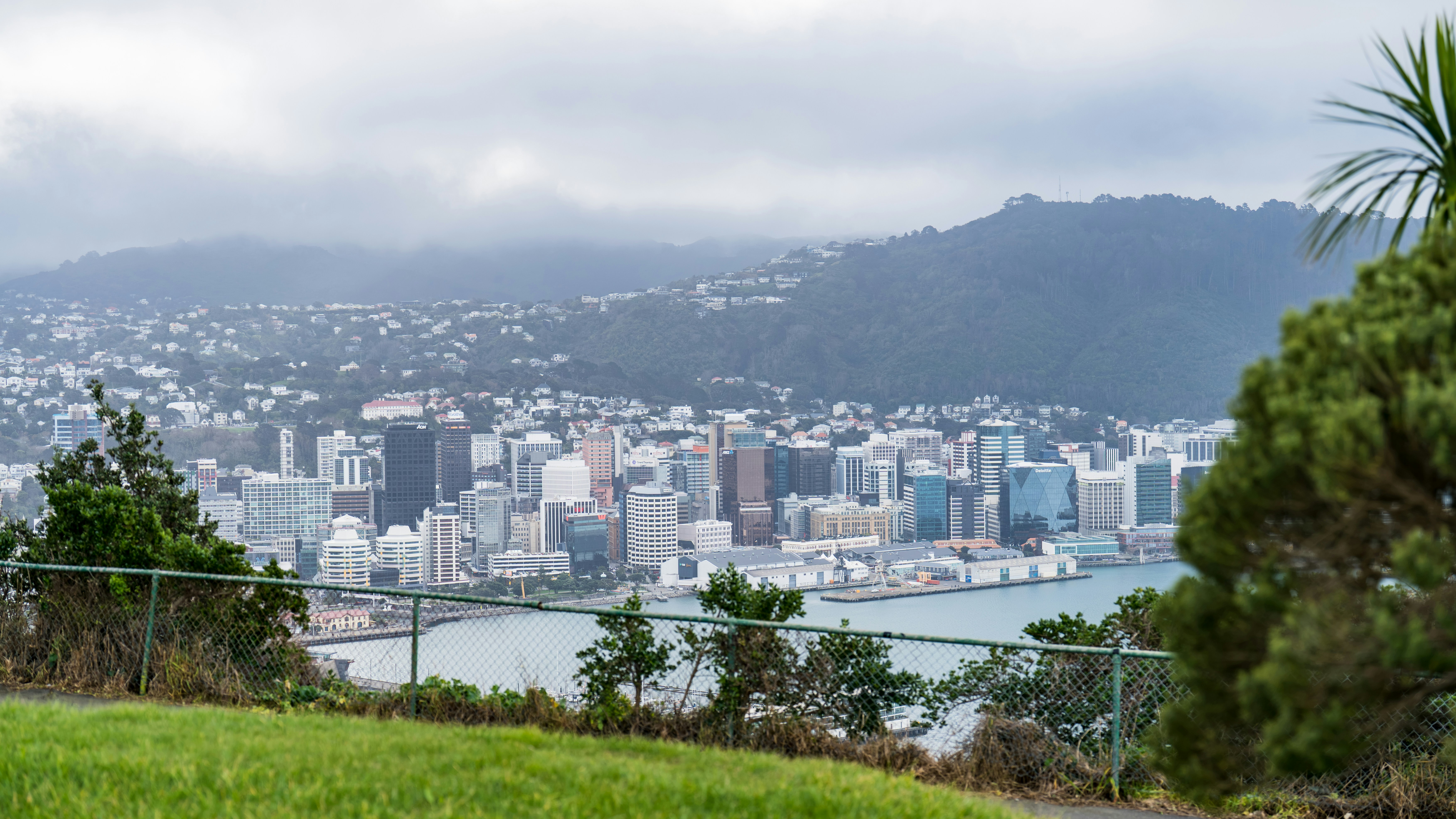 A view of the Wellington city skyline across the harbor from a hillside