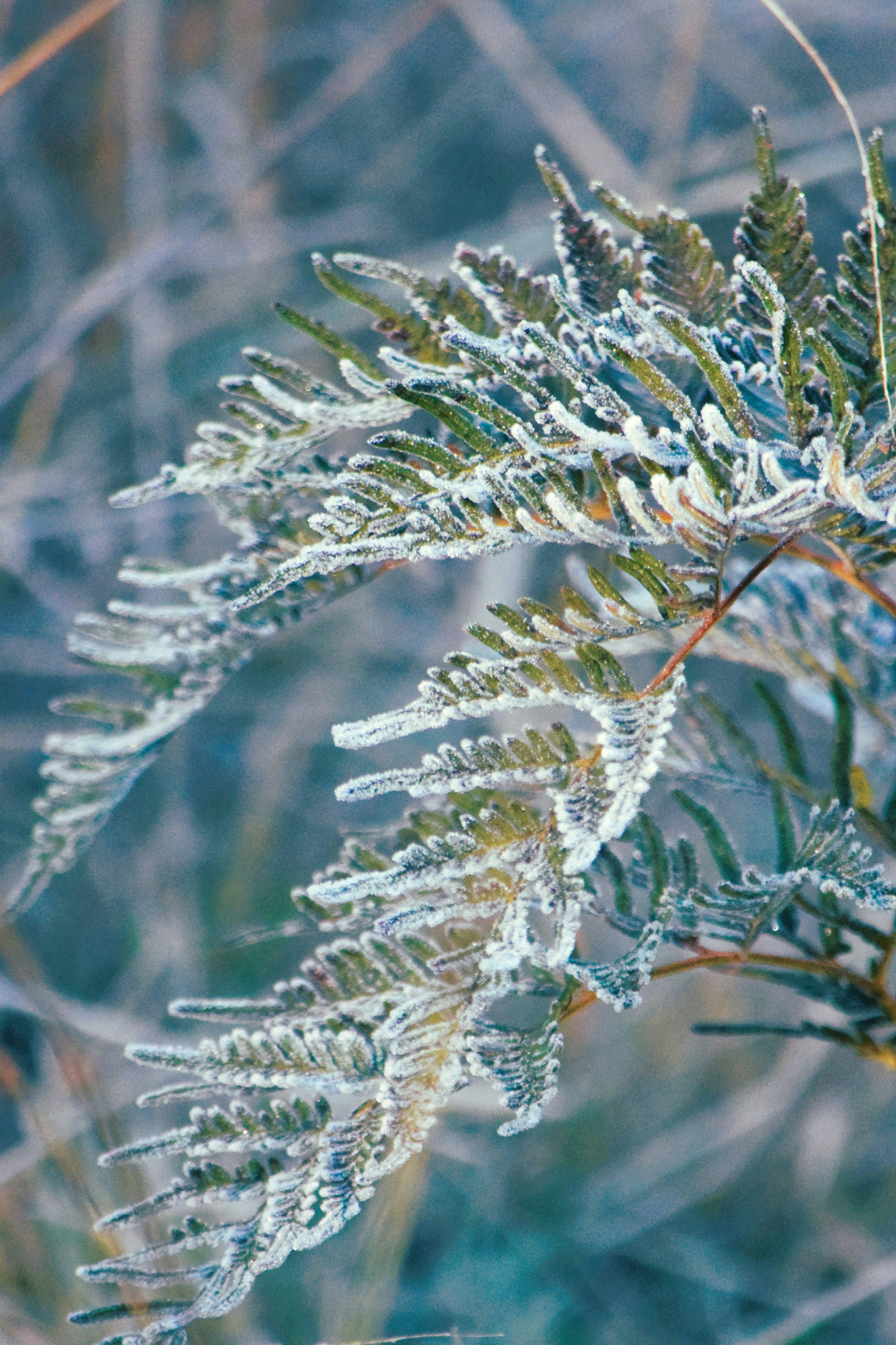 A fern frond covered in white frost against a soft blue background.