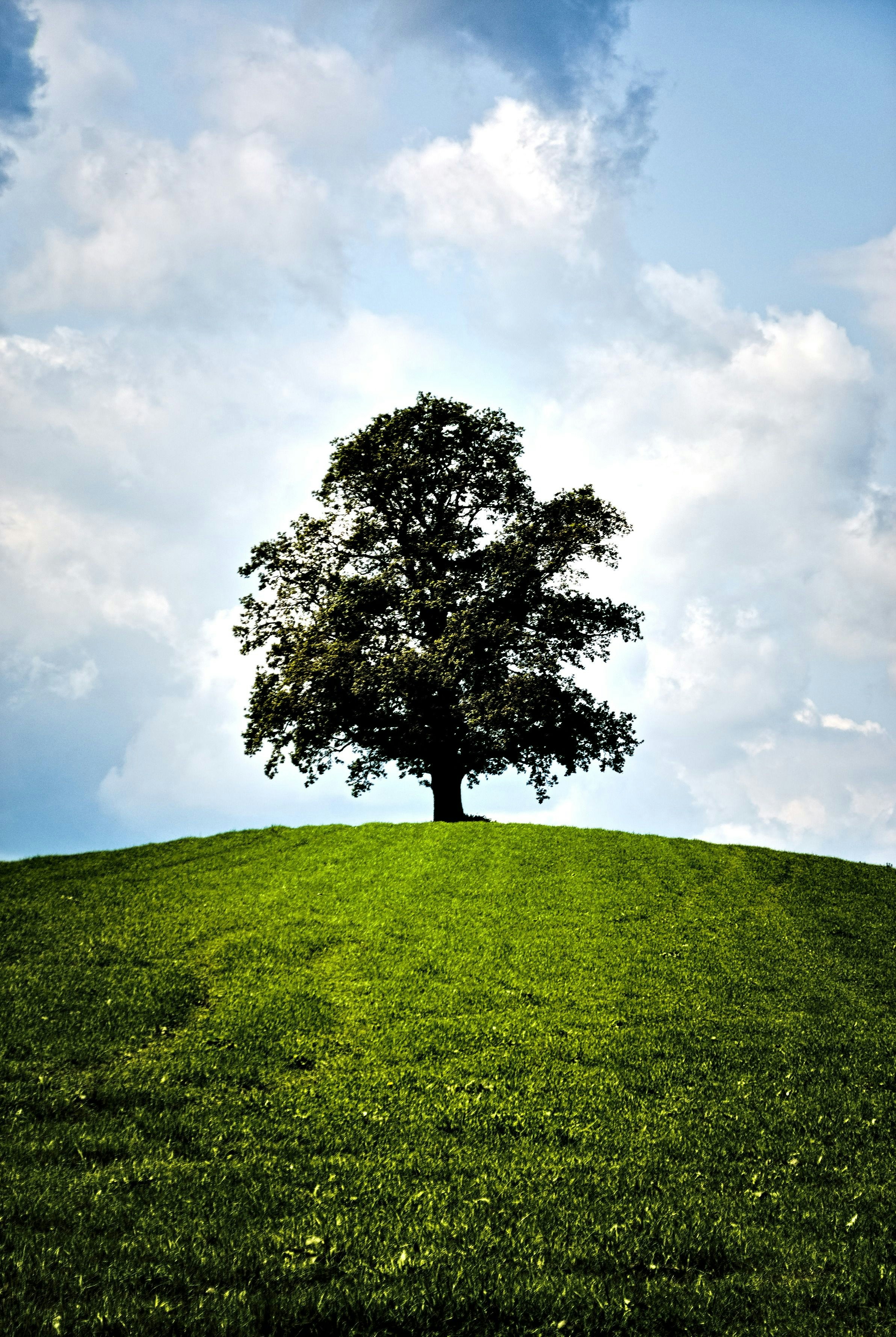 A lone tree on a grassy hill under a bright blue sky