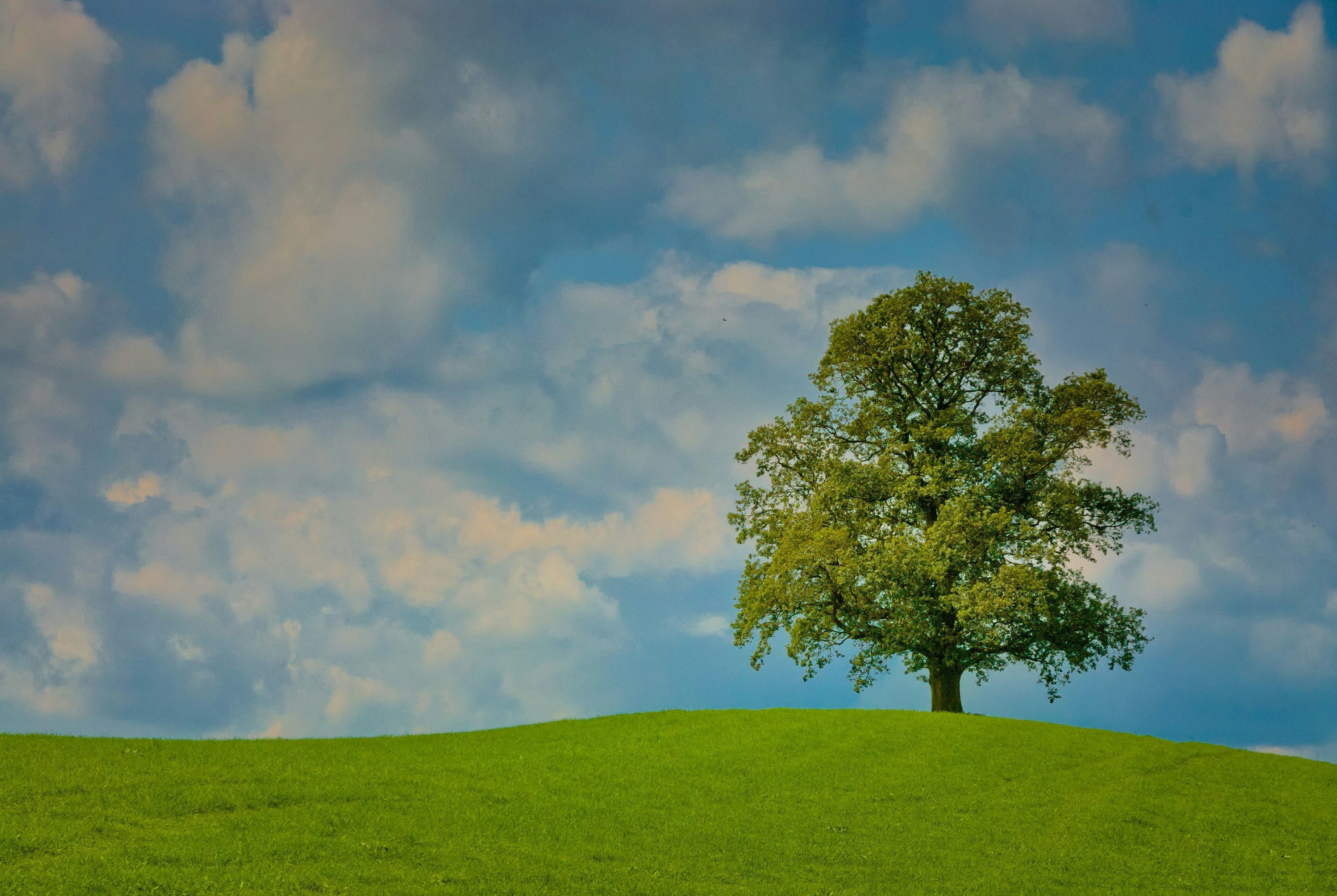 A lone deciduous tree on a green grassy hill under a cloudy blue sky