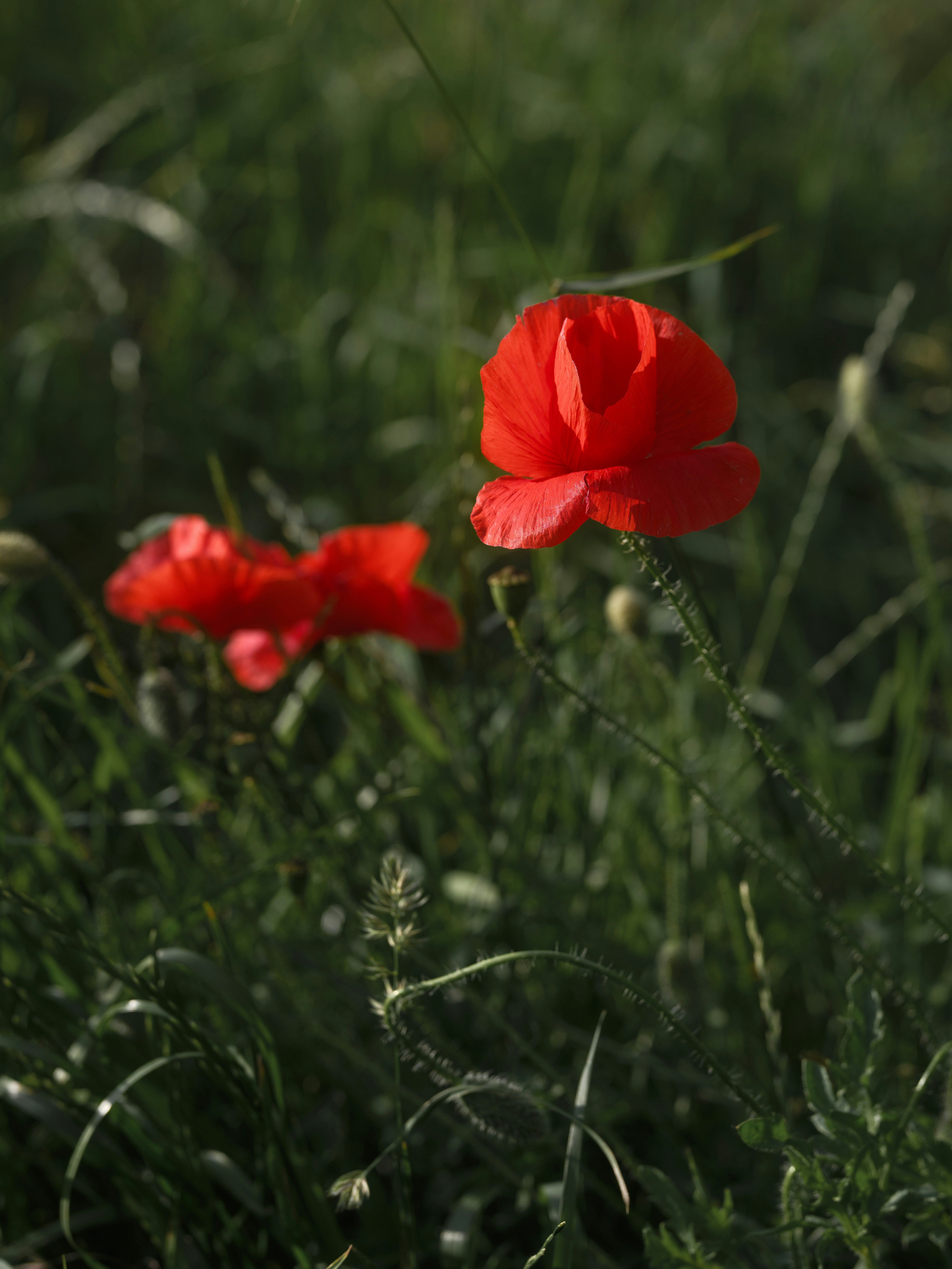 Three bright red poppy flowers blooming in a field of tall green grass.