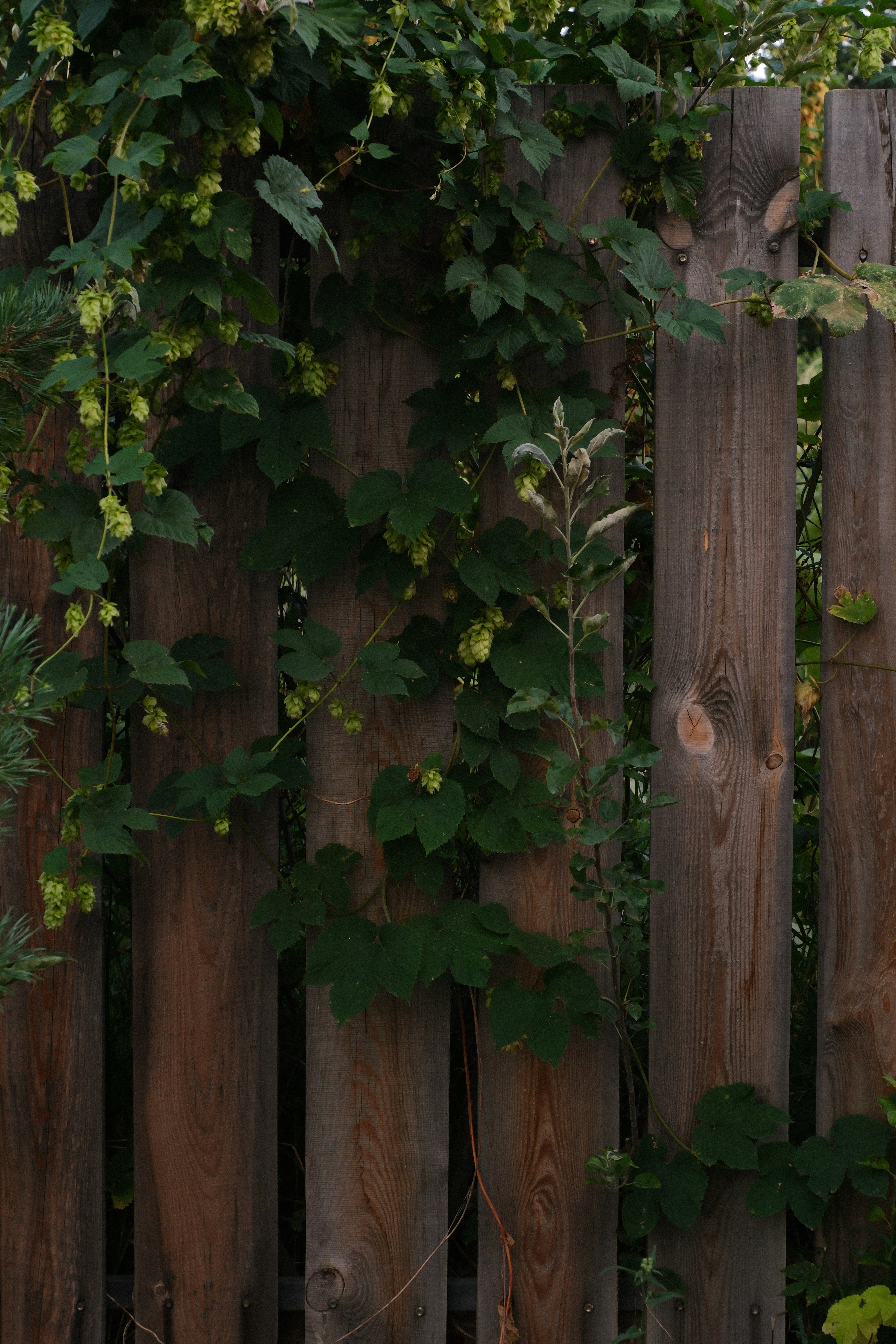 Green hop vines climbing a weathered wooden fence in a garden