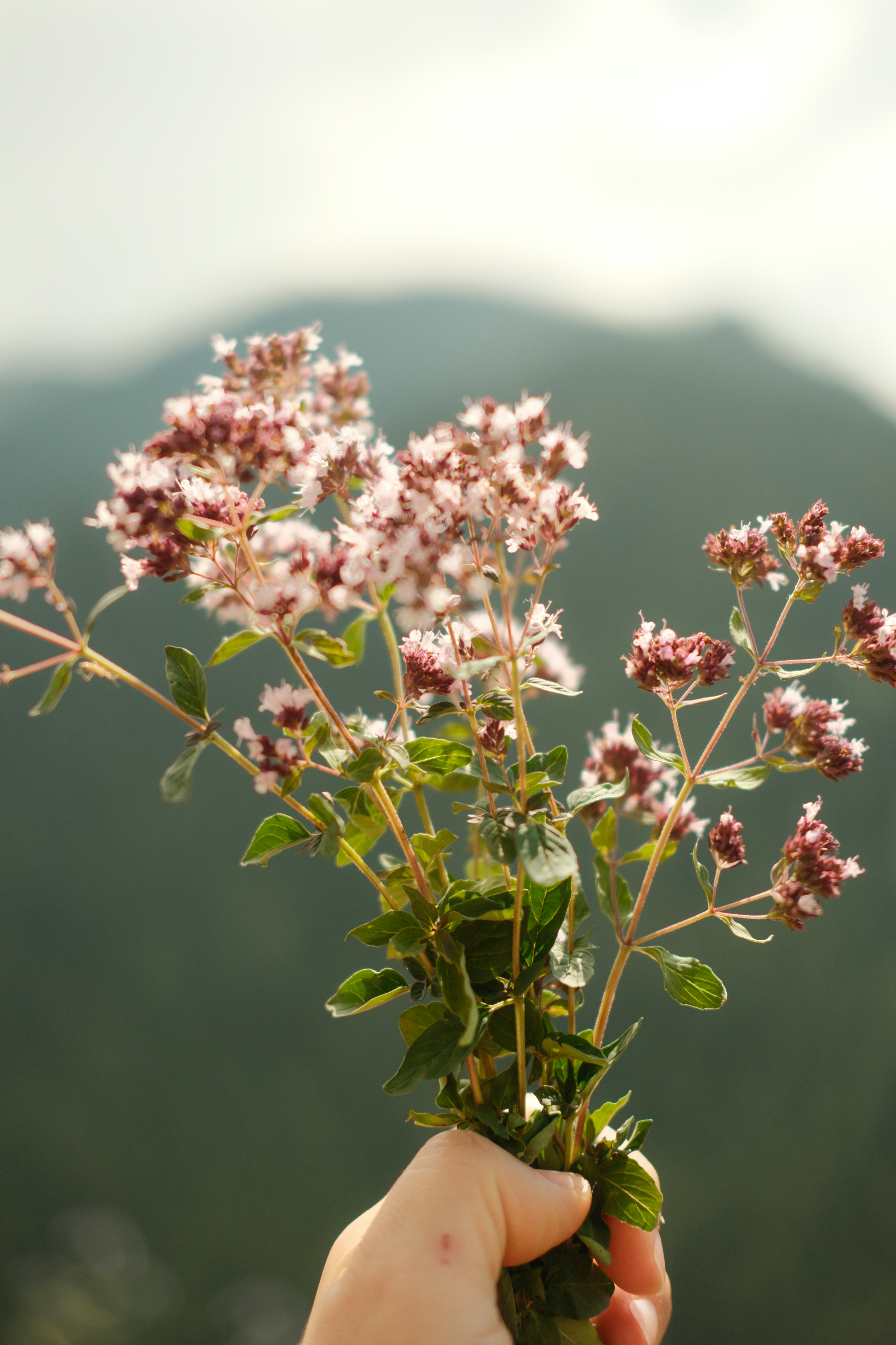 A hand holding a bunch of blooming oregano flowers against a blurred mountain background