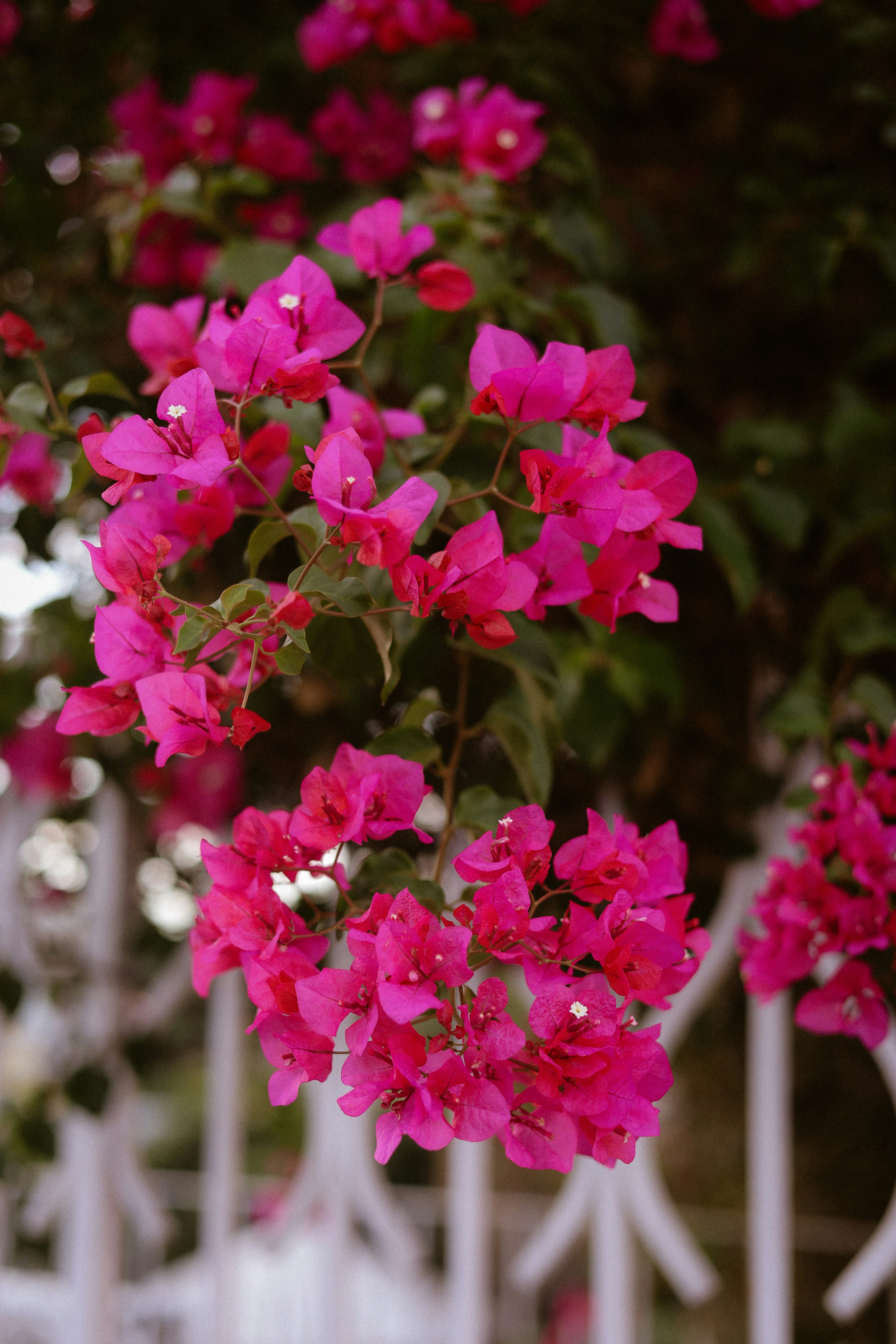 Clusters of vibrant pink bougainvillea flowers hanging over a white metal fence